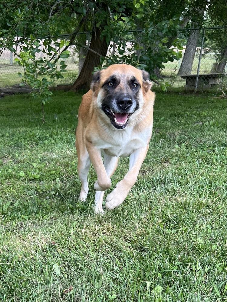 Enlarge Suzie Q, a Adoptable mixed breed in Osgood, IN image 4/6