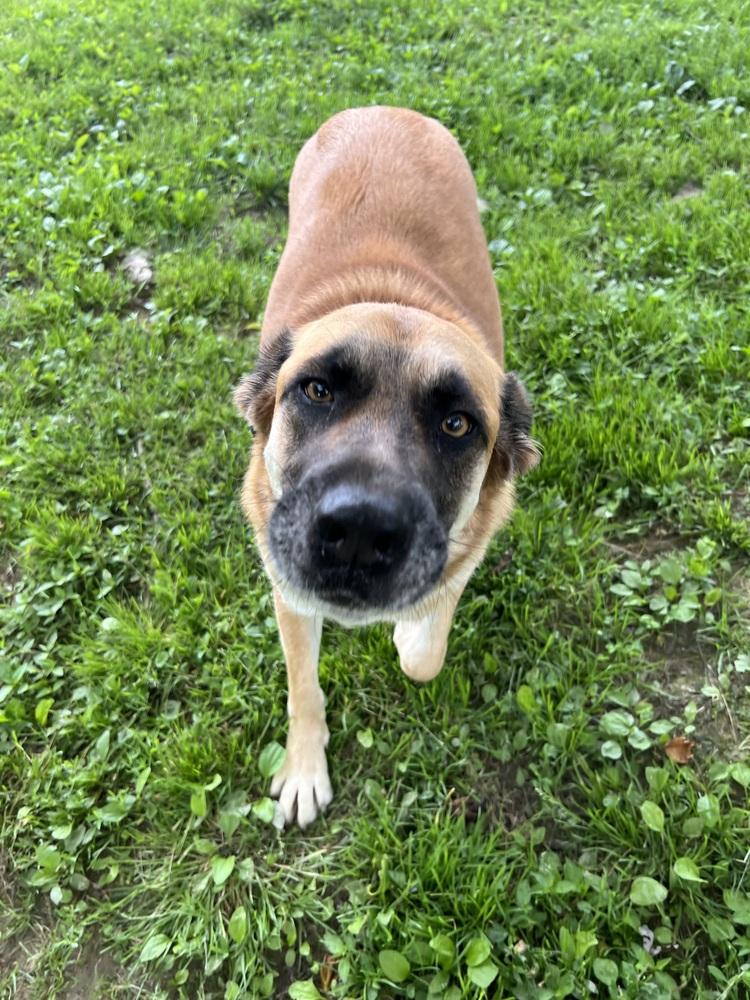 Enlarge Suzie Q, a Adoptable mixed breed in Osgood, IN image 5/6