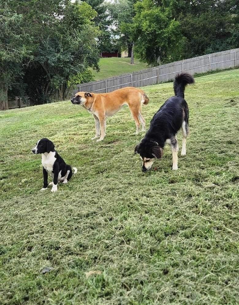 Enlarge Suzie Q, a Adoptable mixed breed in Osgood, IN image 4/6