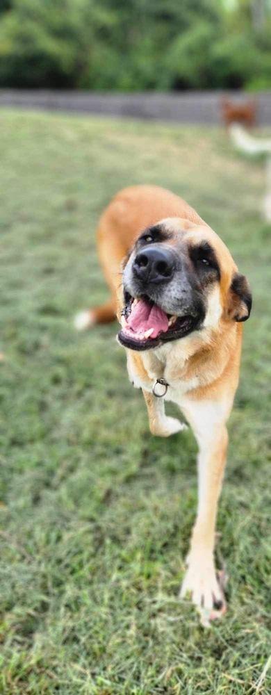 Enlarge Suzie Q, a Adoptable mixed breed in Osgood, IN image 6/6