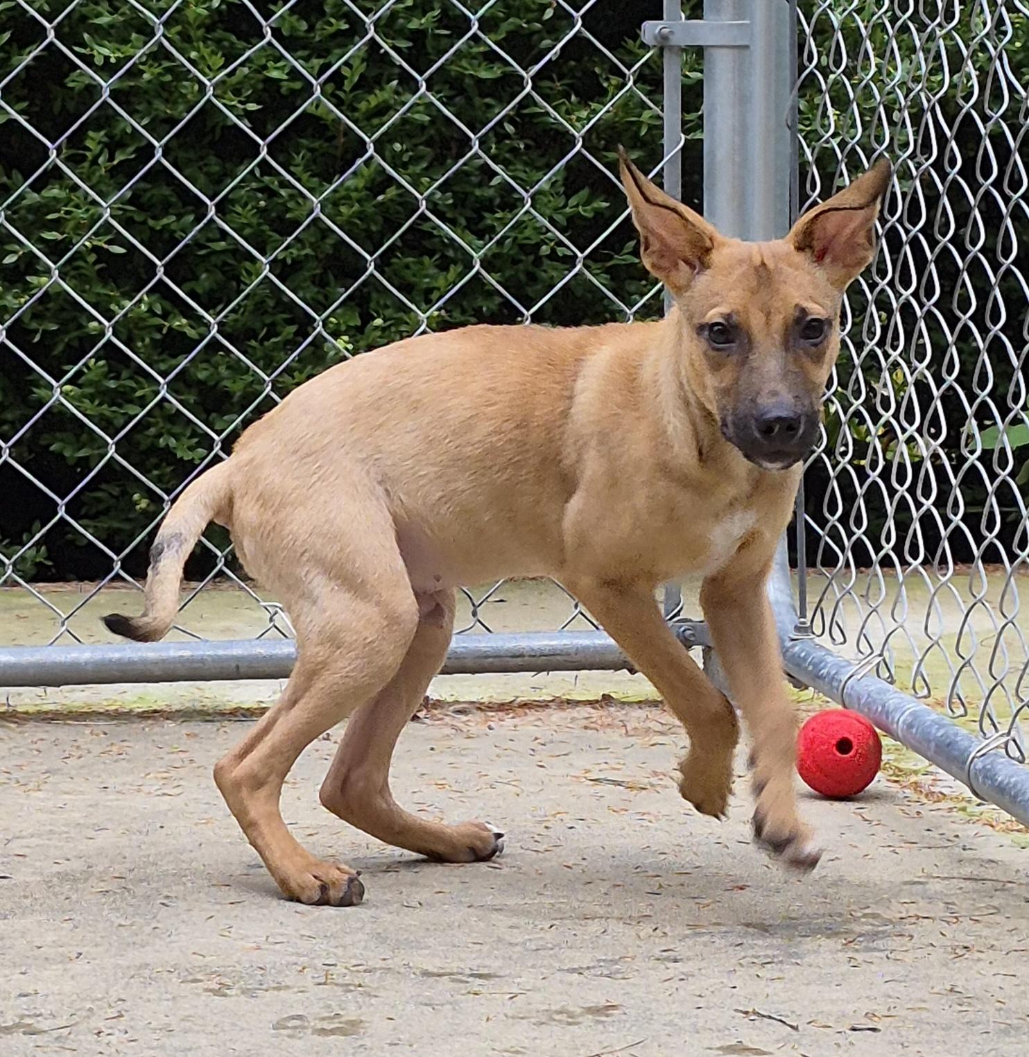 Enlarge Jack, a ADOPTABLE mixed breed in Brookville, PA image 1/1