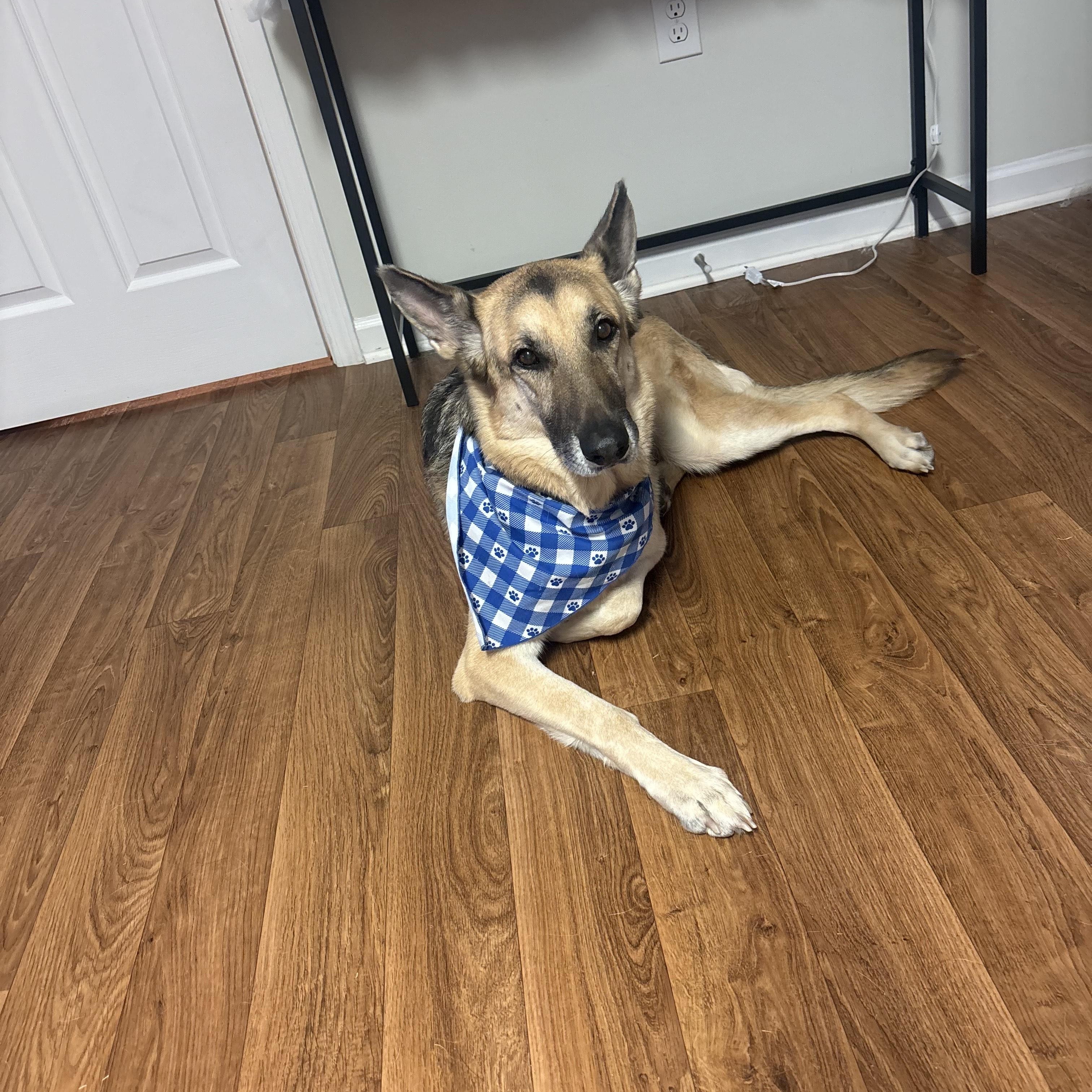 Delilah-the Loyal bestie, adoptable, Adult Female German Shepherd Dog.