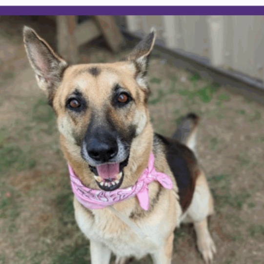 Delilah-the Loyal bestie, an adoptable mixed breed in virginia beach, VA image 2/2