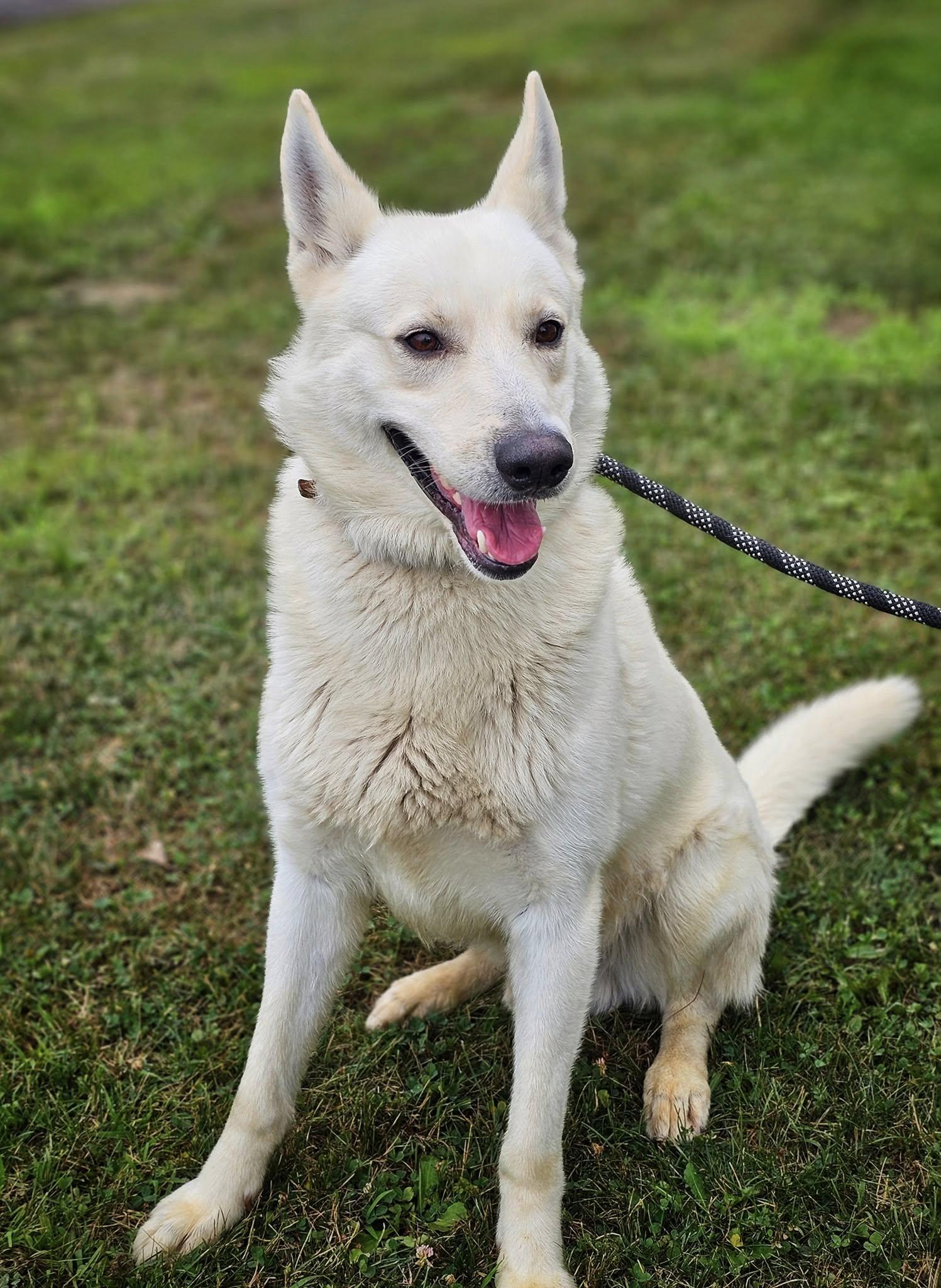 Enlarge Larkin, a Adoptable mixed breed in Bay City, MI image 1/1