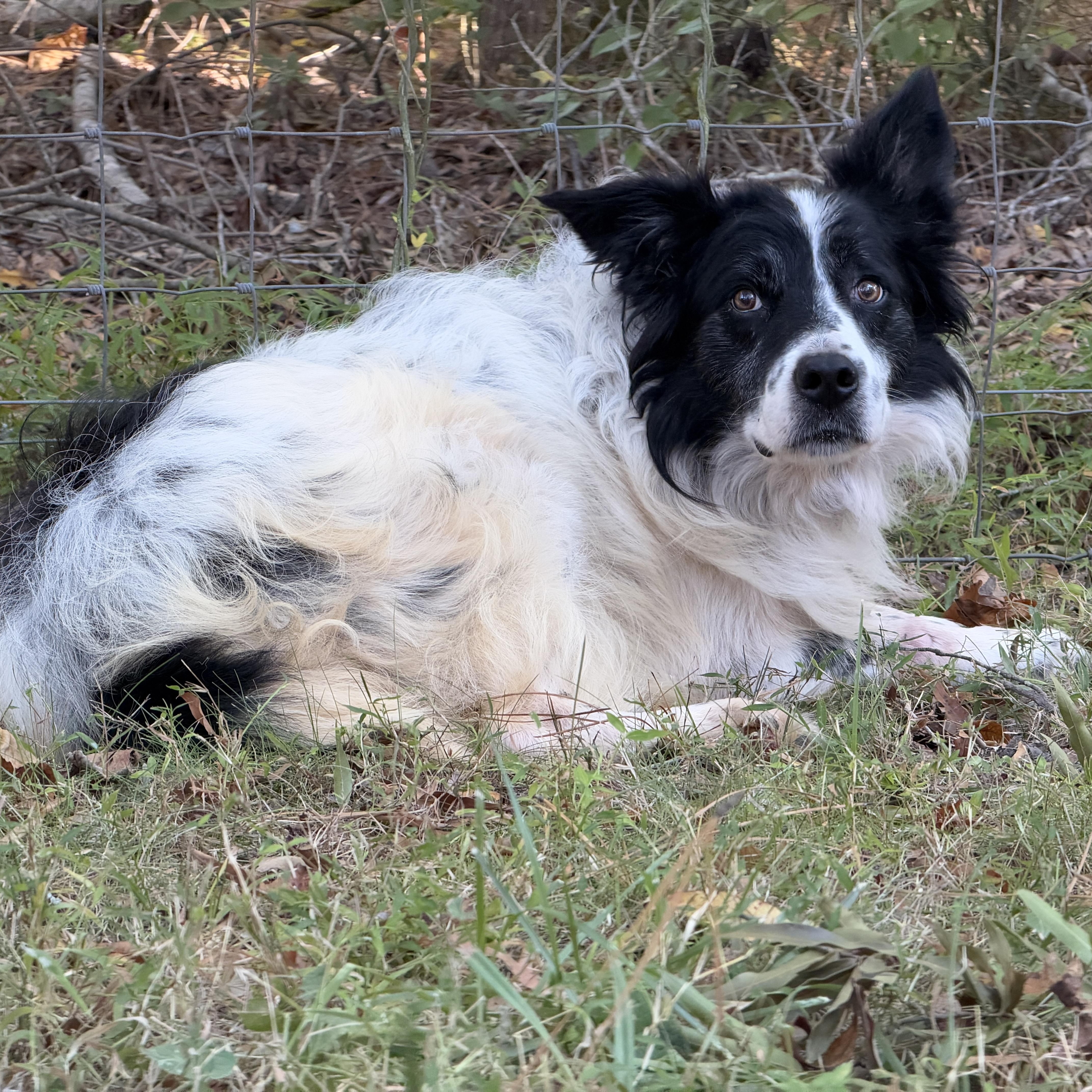 Enlarge Trim, a Adoptable Border Collie in High Point, NC image 2/5