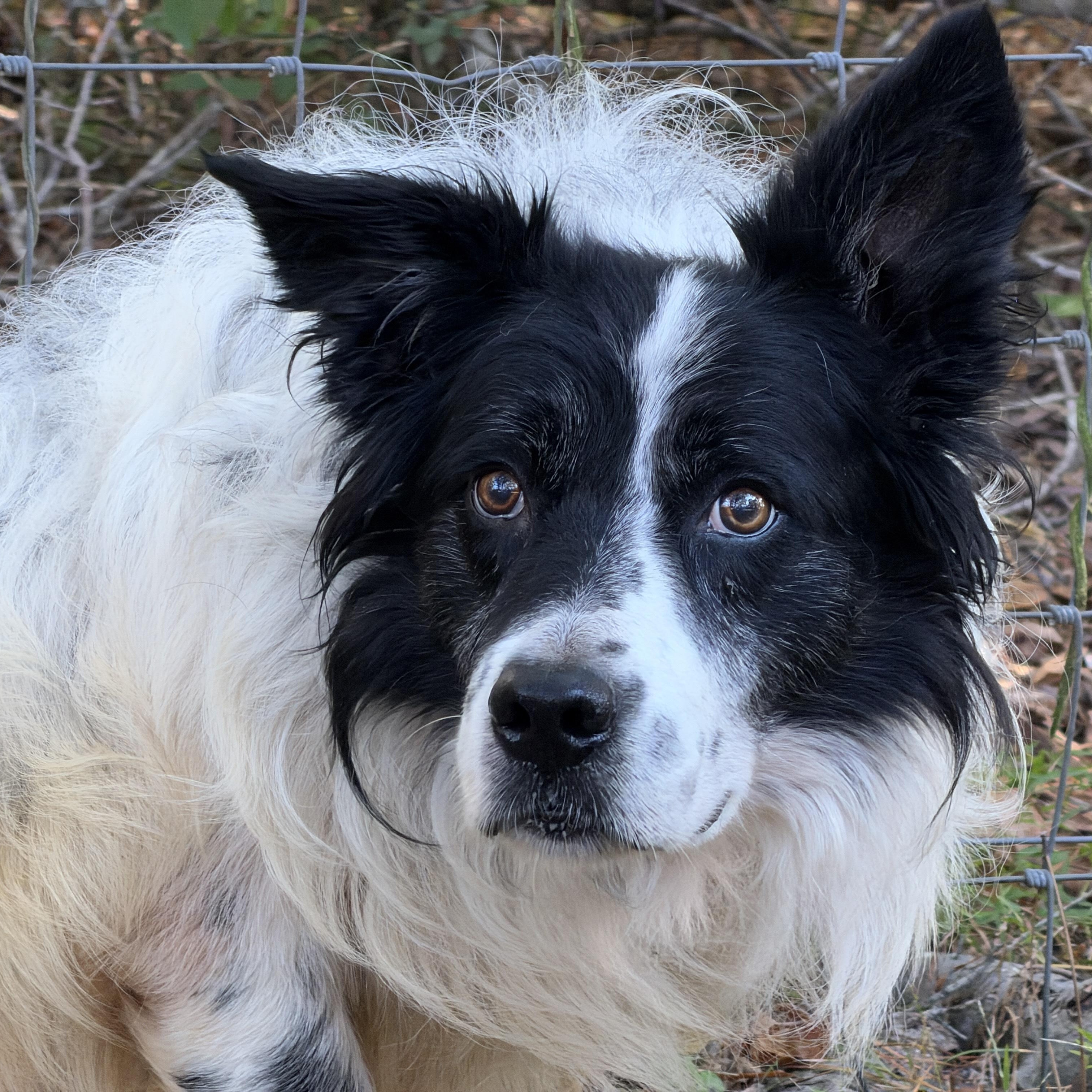 Enlarge Trim, a Adoptable Border Collie in High Point, NC image 5/5