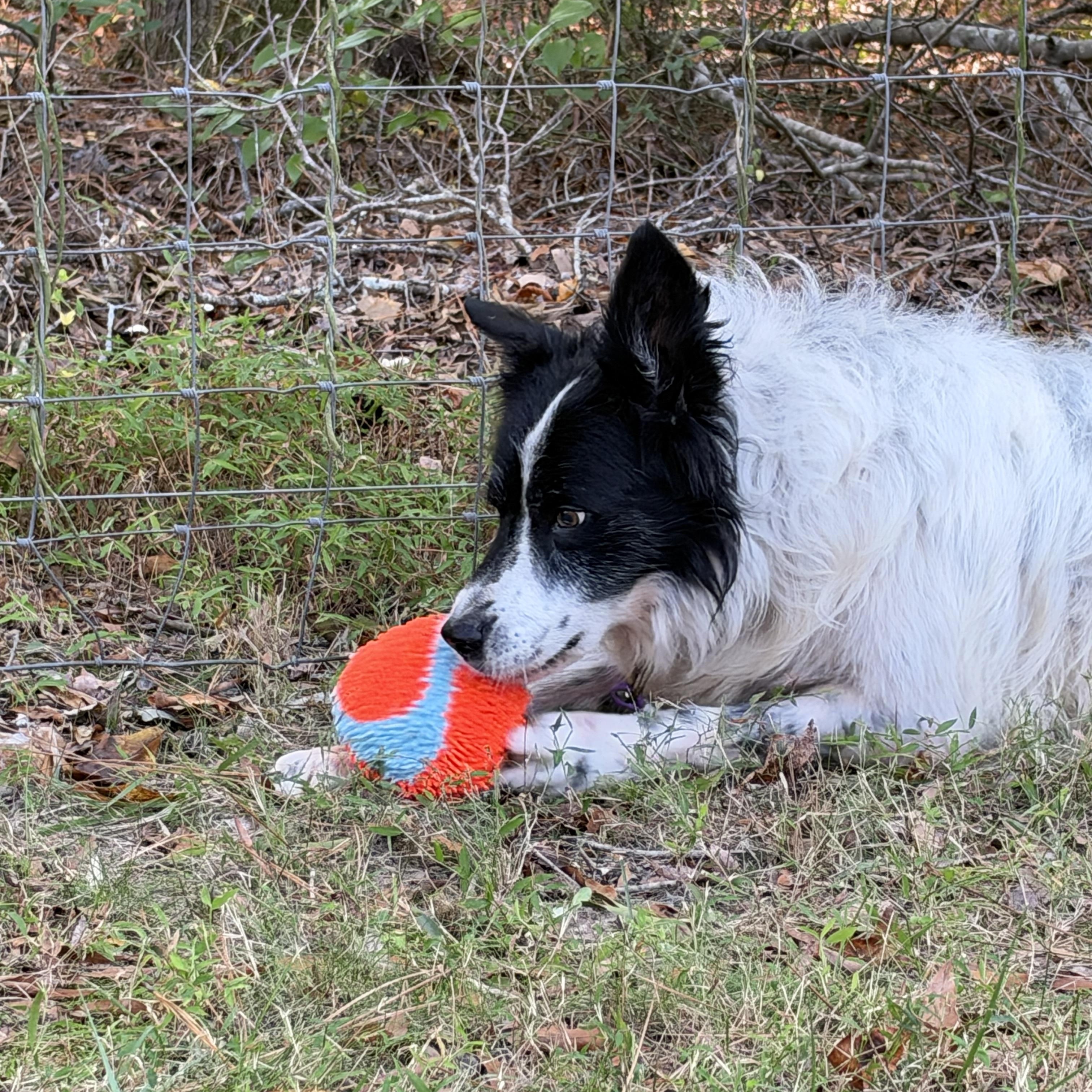Enlarge Trim, a Adoptable Border Collie in High Point, NC image 4/5