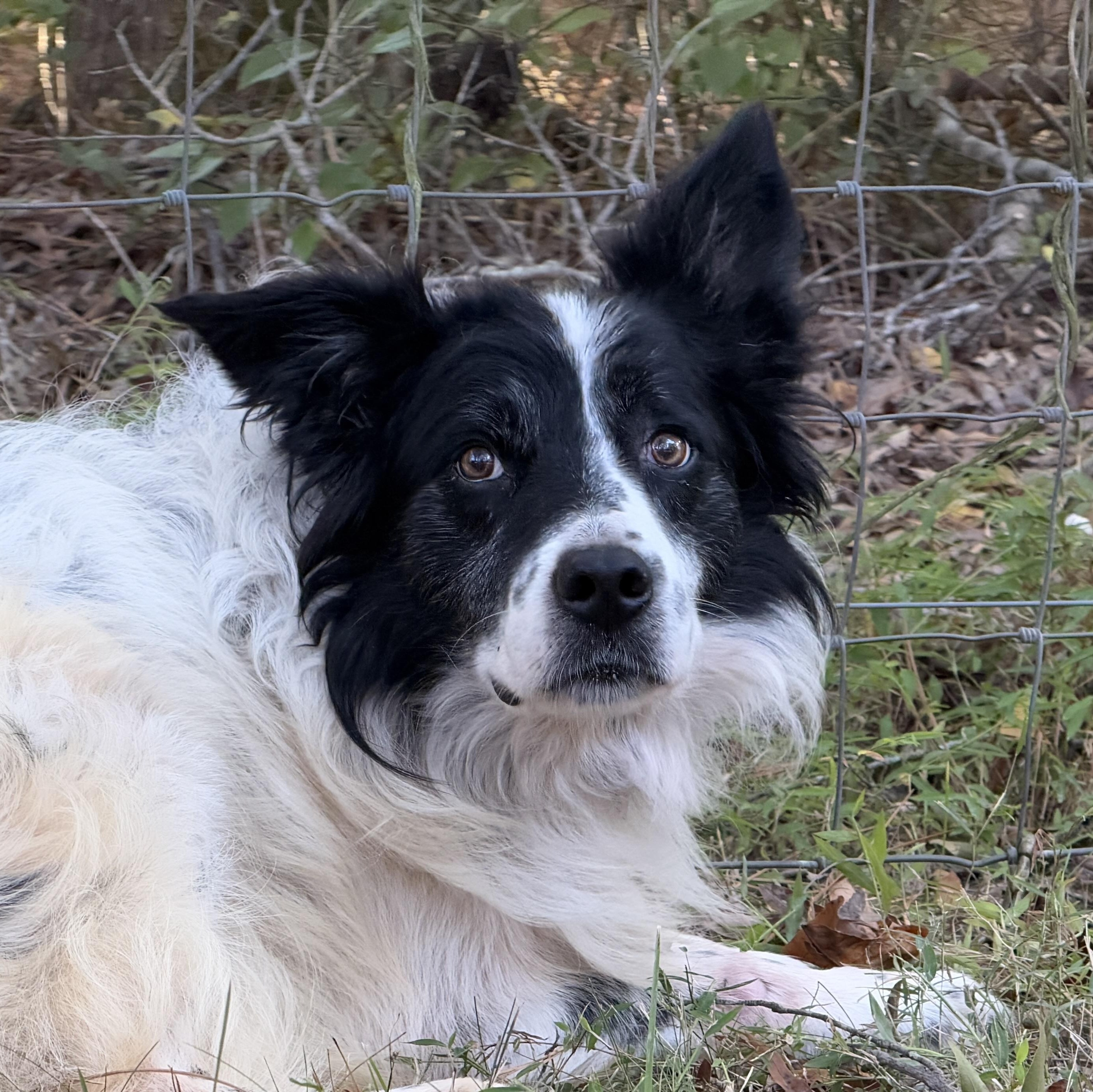 Enlarge Trim, a Adoptable Border Collie in High Point, NC image 1/5