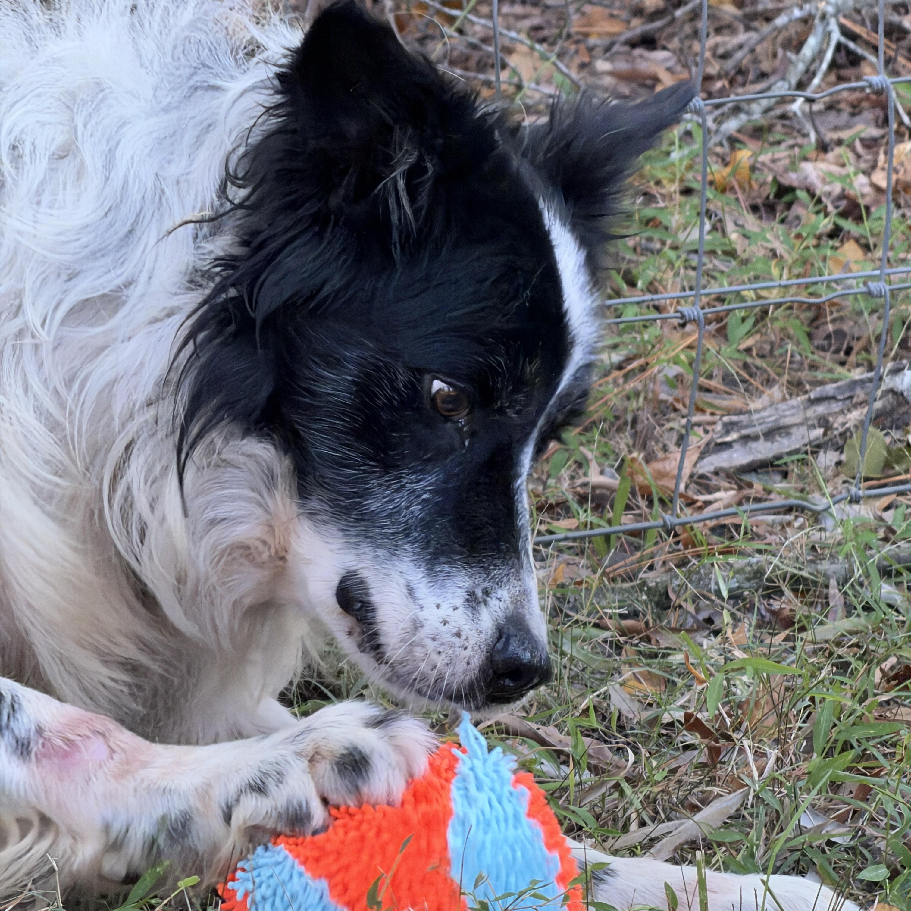 Enlarge Trim, a Adoptable Border Collie in High Point, NC image 3/5