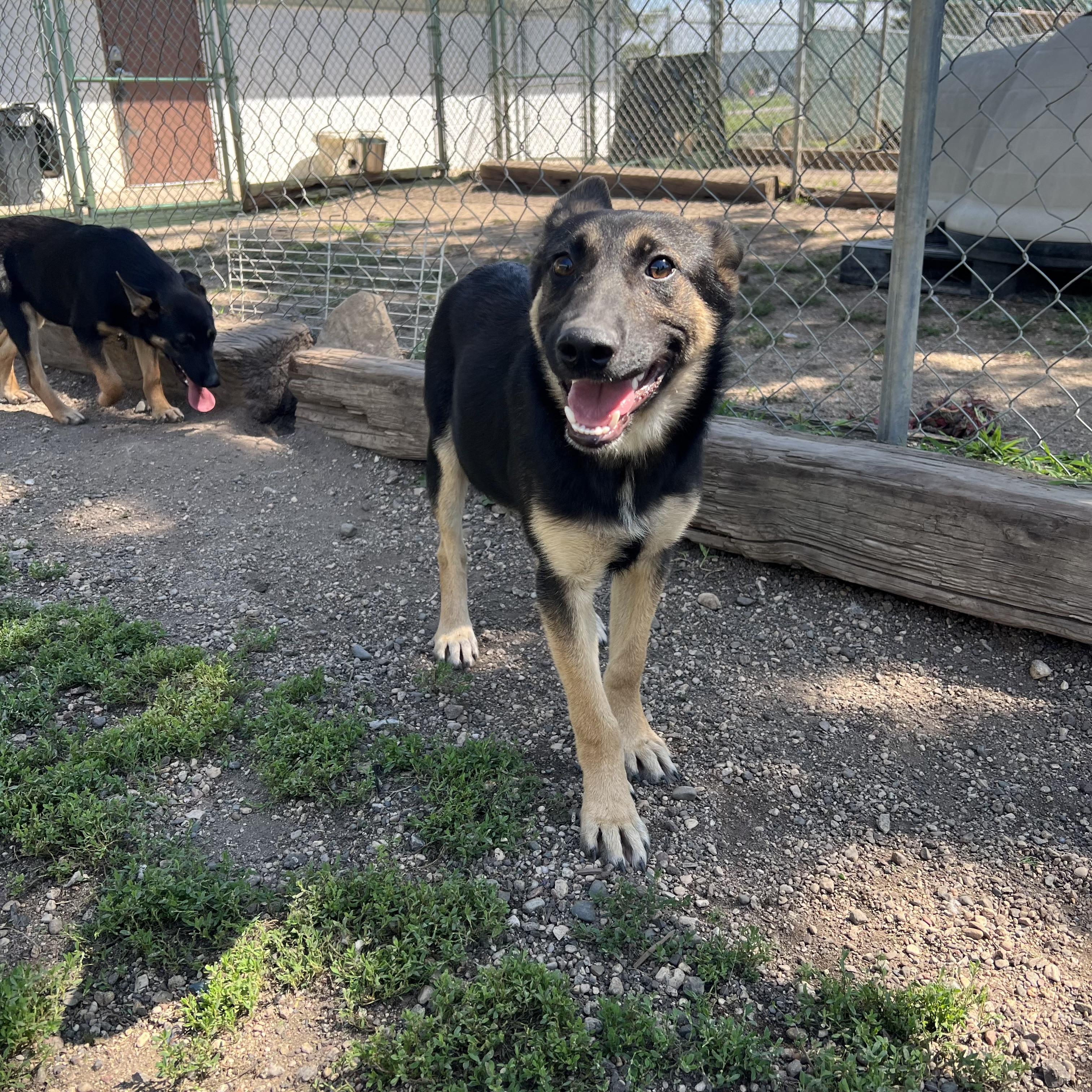 Enlarge Barlow, an adopted mixed breed in Fairmont, MN image 4/6