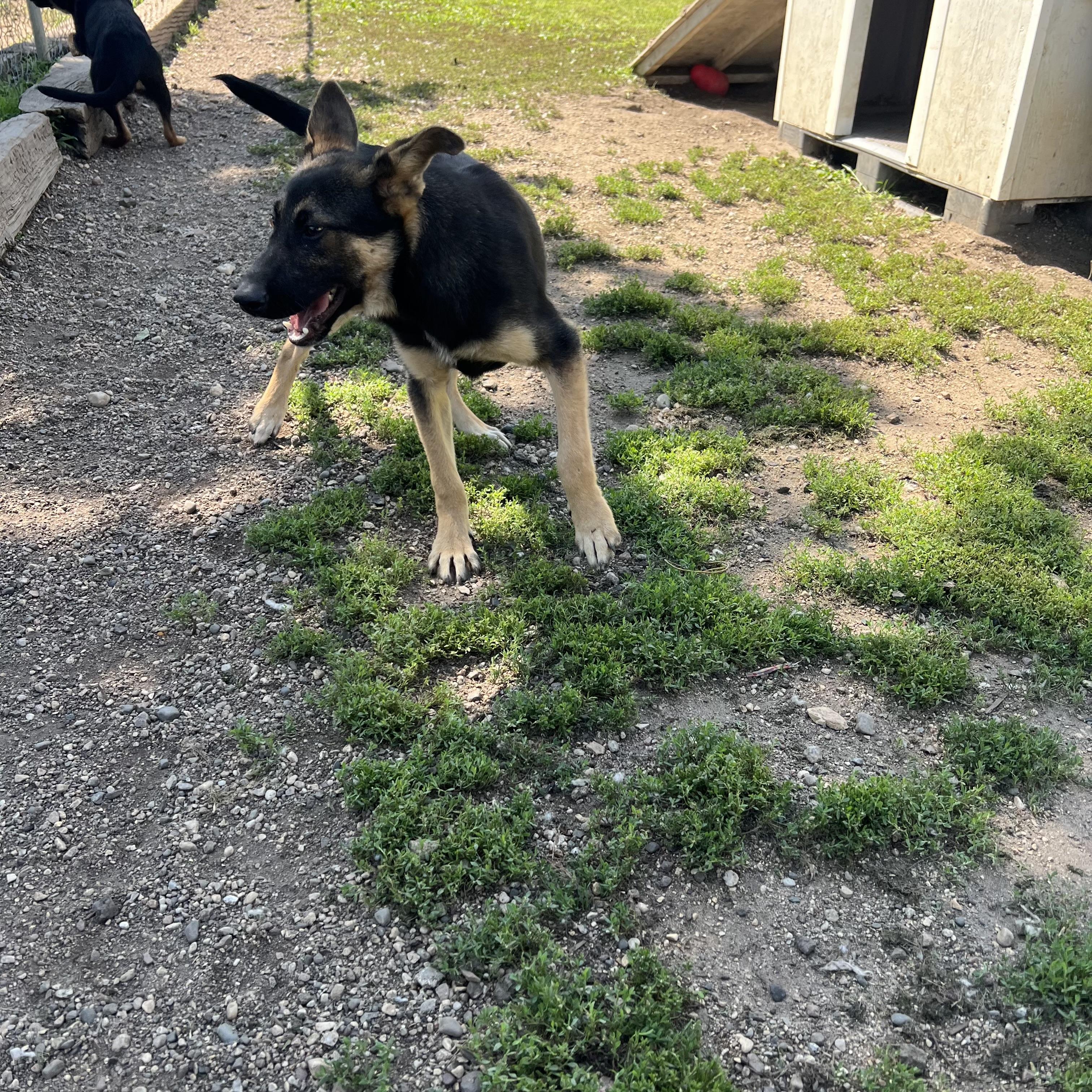 Enlarge Barlow, an adopted mixed breed in Fairmont, MN image 6/6
