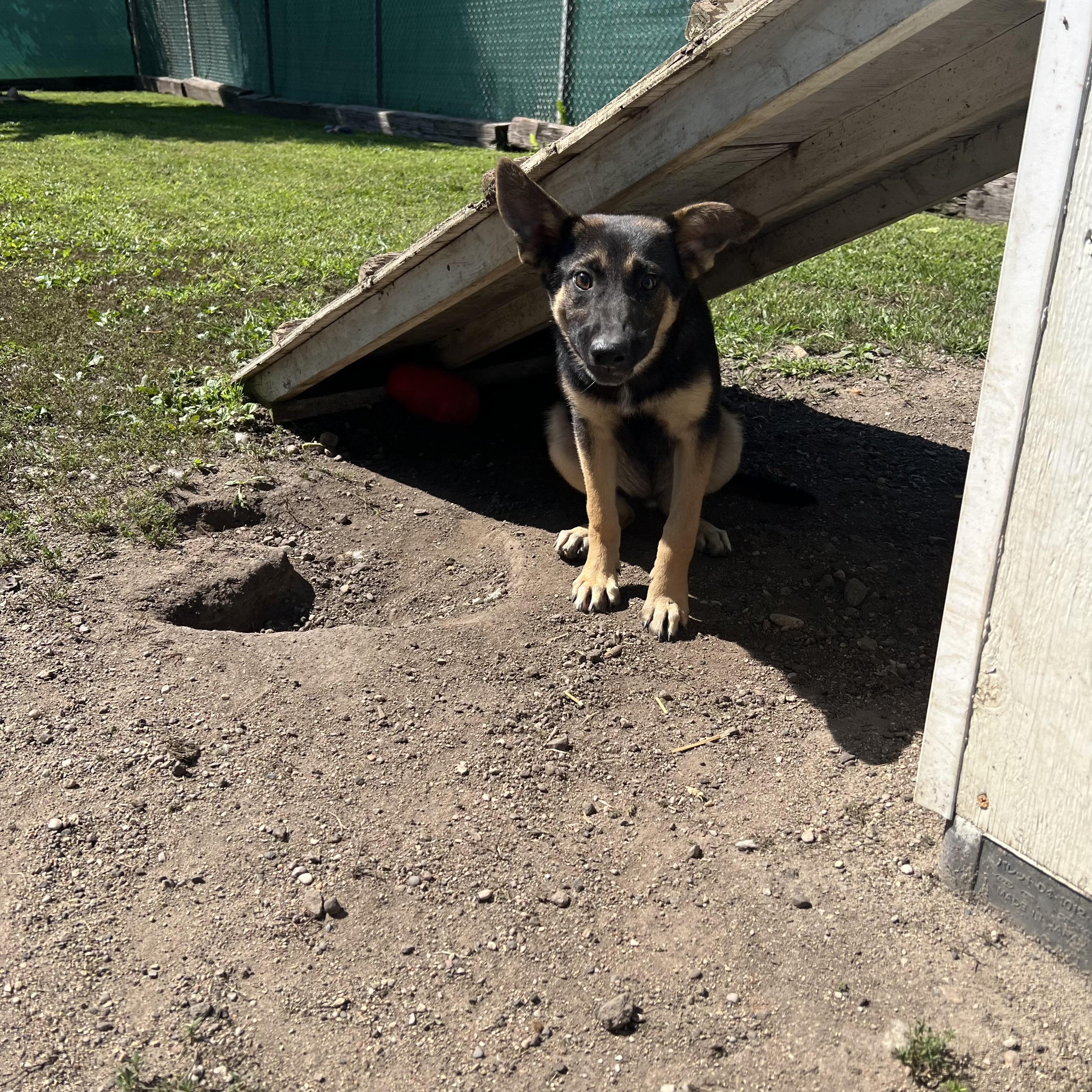 Enlarge Barlow, an adopted mixed breed in Fairmont, MN image 2/6