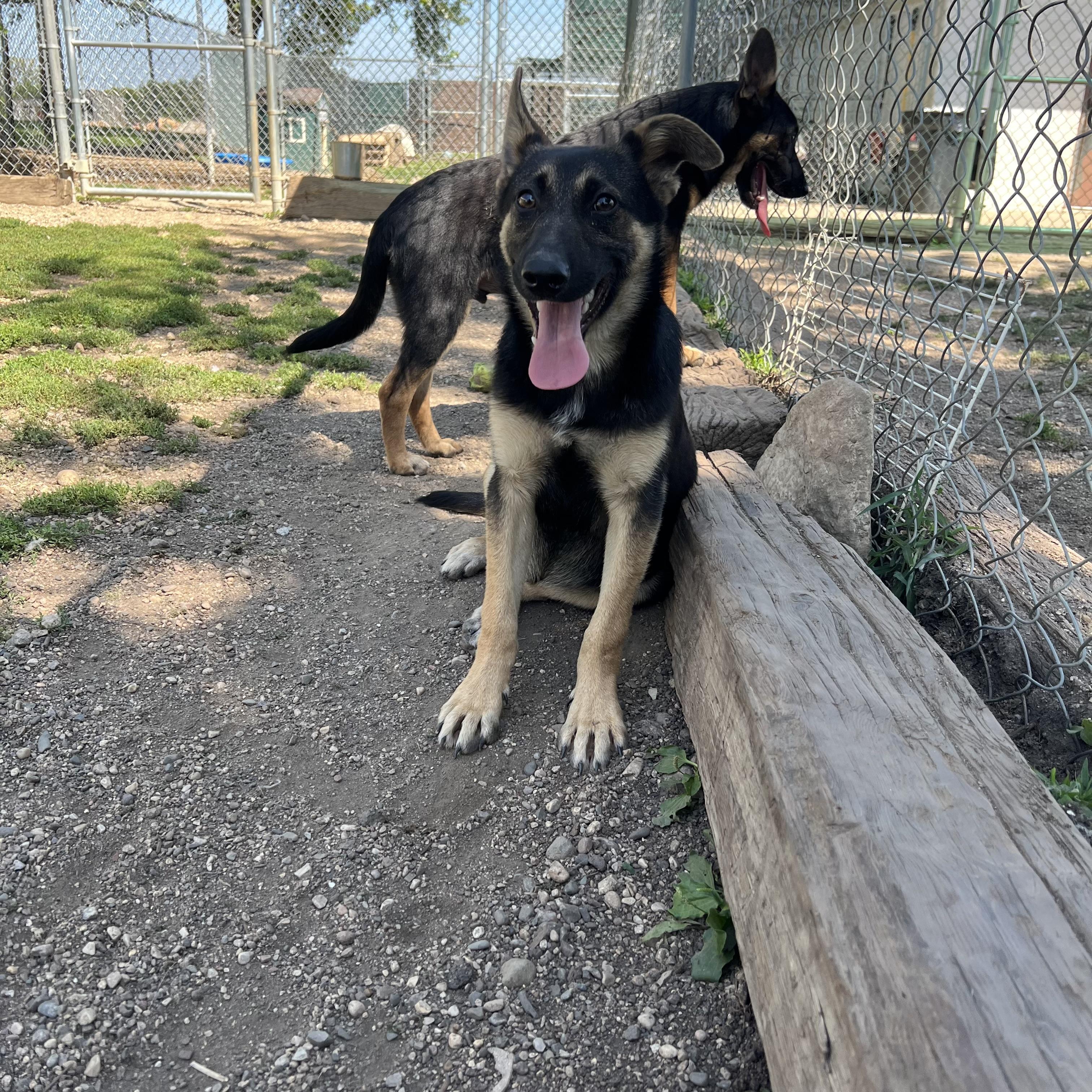 Enlarge Barlow, an adopted mixed breed in Fairmont, MN image 3/6