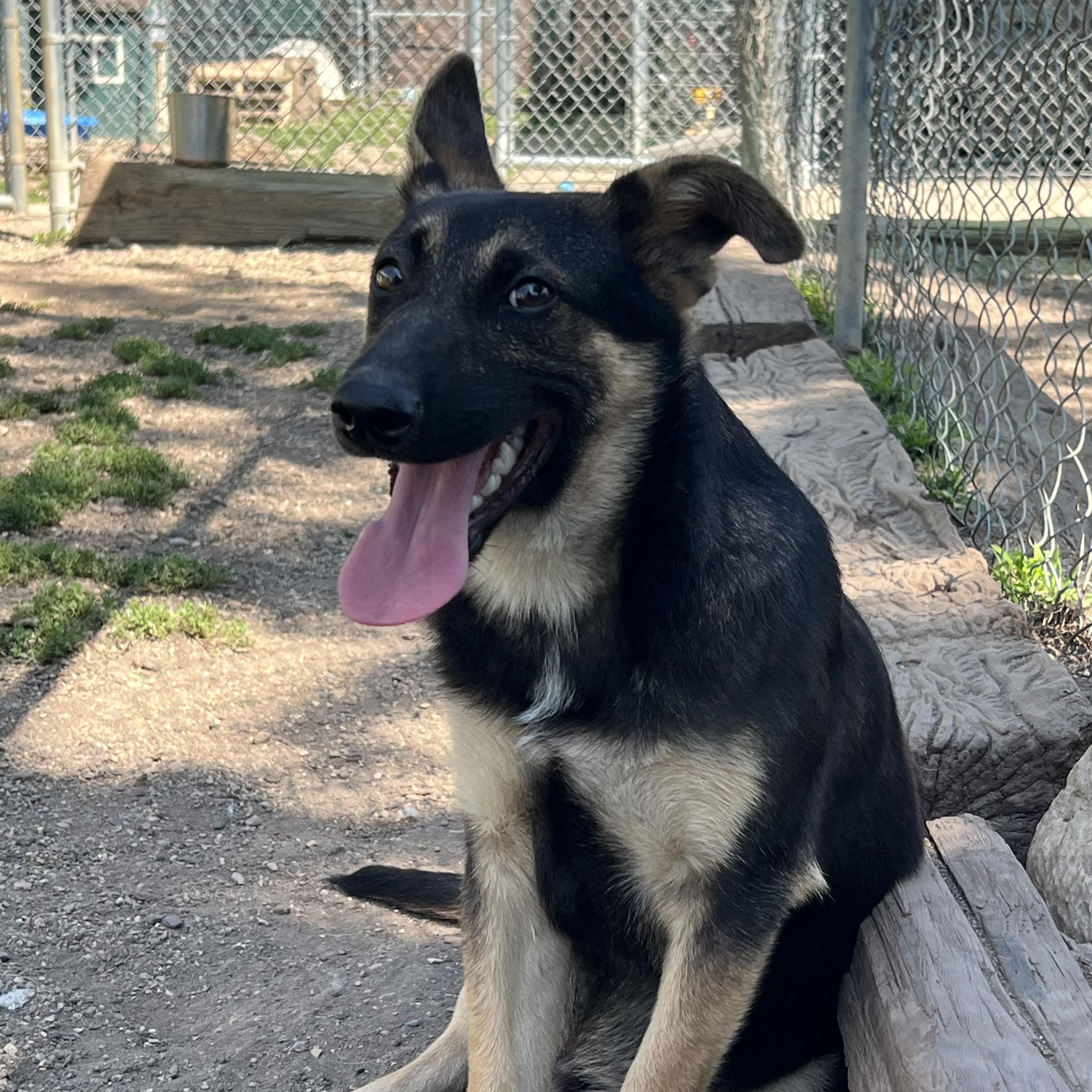 Barlow, adopted, Puppy Male German Shepherd Dog.