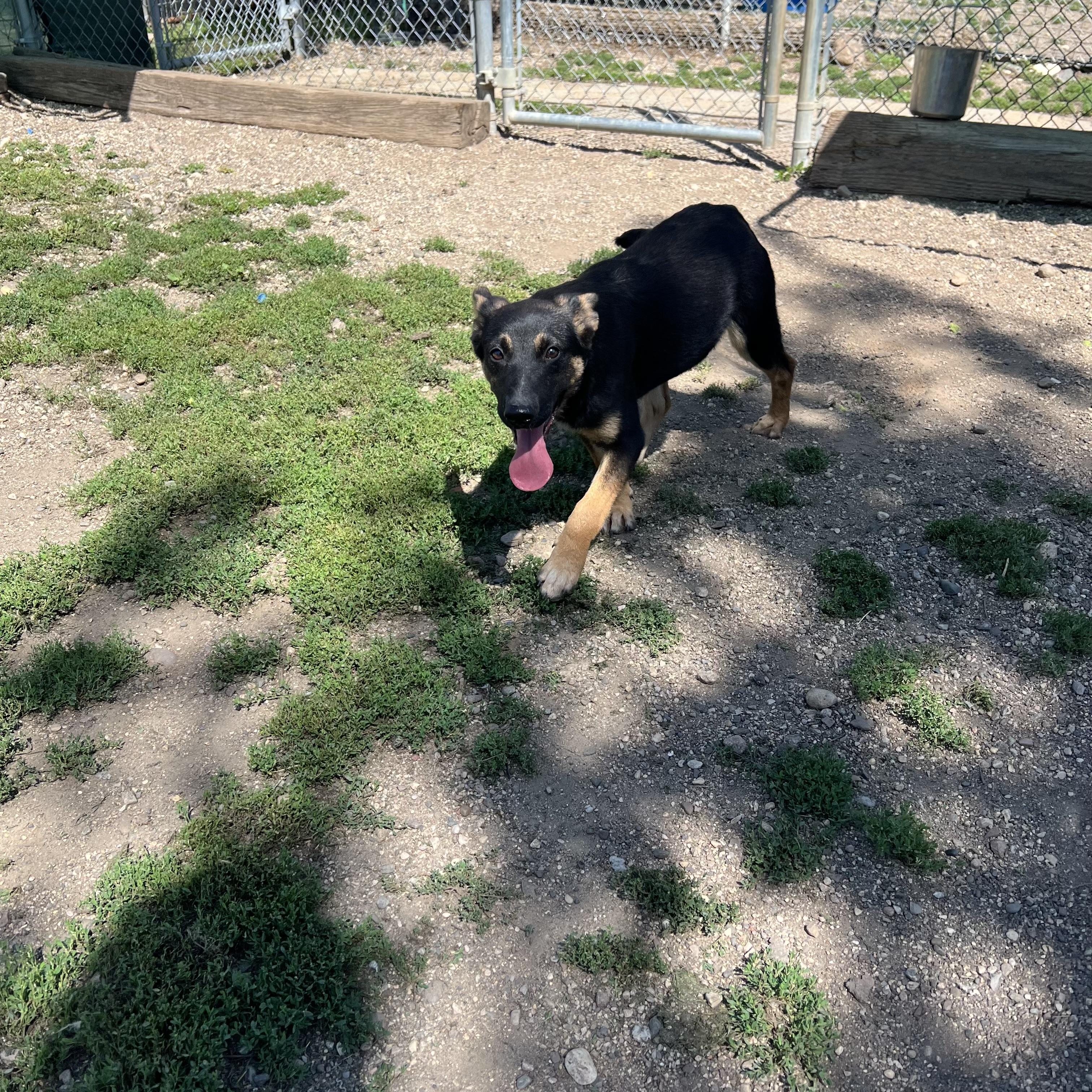 Enlarge Barlow, an adopted mixed breed in Fairmont, MN image 5/6