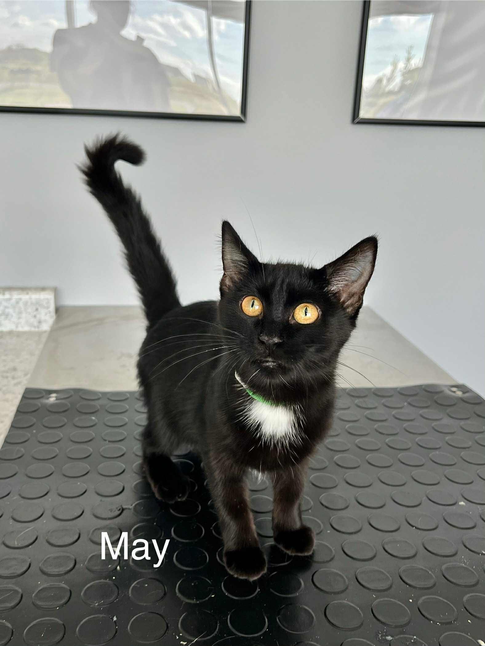 May, Adoptable, Kitten Female Domestic Short Hair.