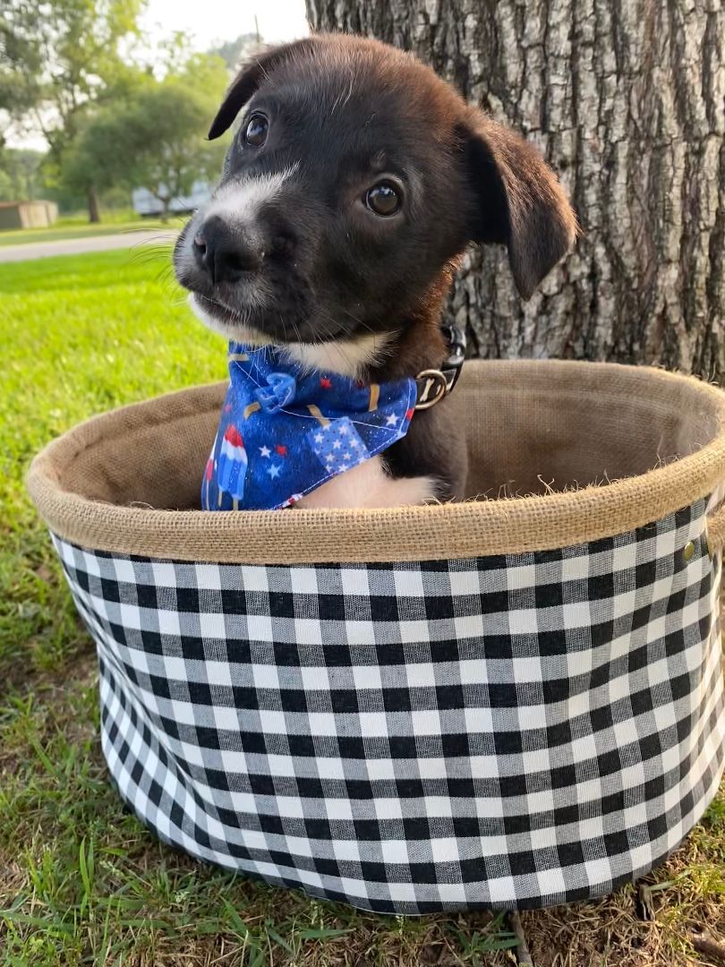 Clover, a Adopted mixed breed in Commerce, TX image 1/2