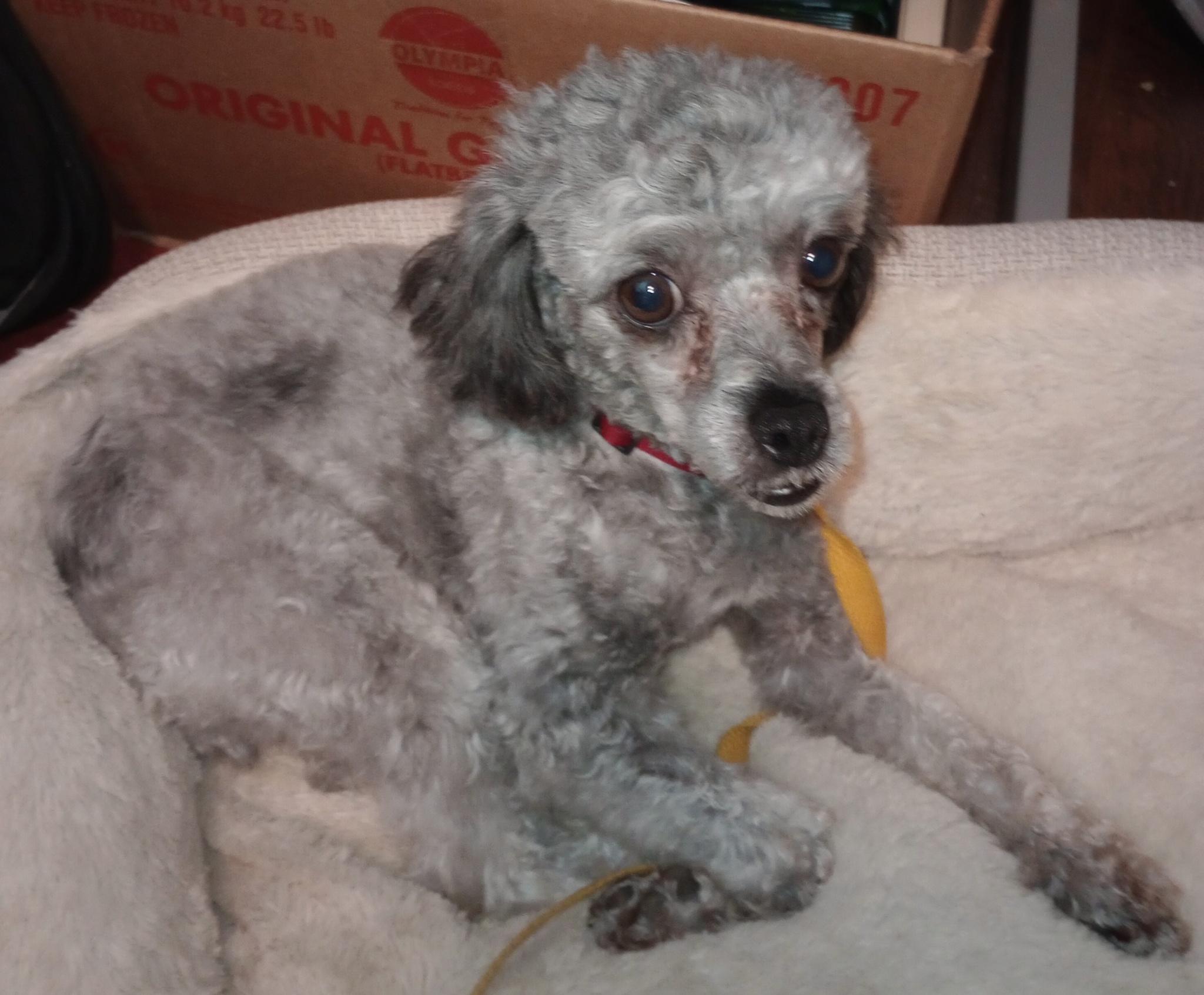 Willow, ADOPTABLE, Young Female Poodle.