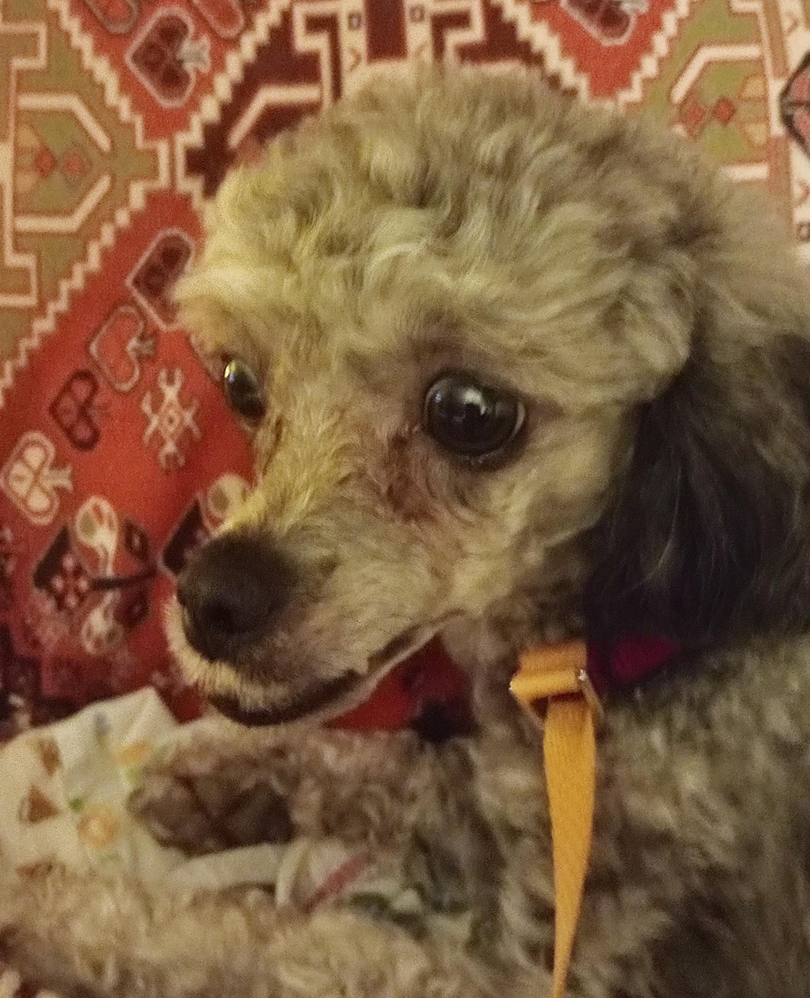 Willow, a ADOPTABLE Poodle in Cincinnati, OH image 3/3