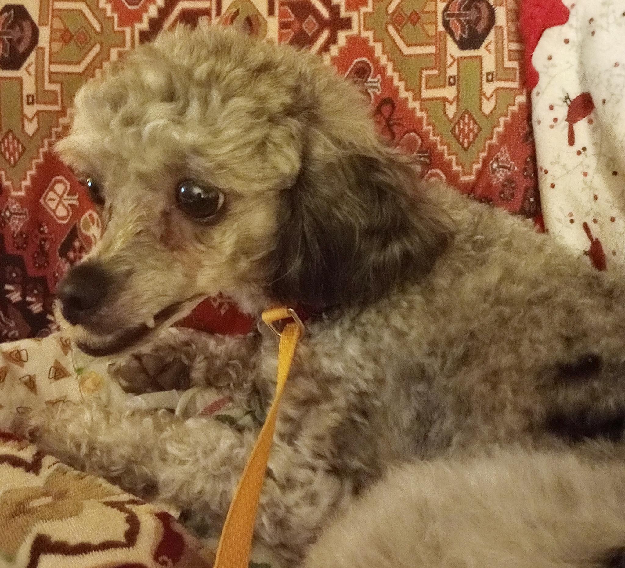 Willow, a ADOPTABLE Poodle in Cincinnati, OH image 2/3
