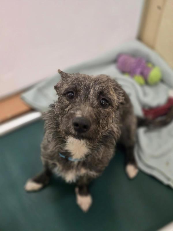 Timothy, Adoptable, Adult Male Terrier.