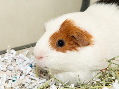 Theodore, Adoptable, Adult Male Guinea Pig & Guinea Pig.