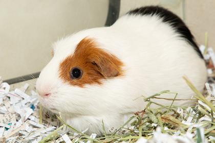 Enlarge Theodore, a Adoptable mixed breed in Longmont, CO image 2/2