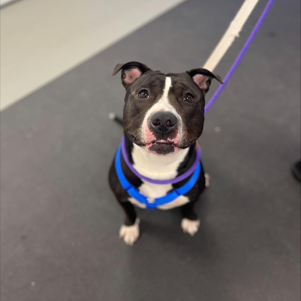 Hershey Kiss, Adoptable, Adult Female Mixed Breed.