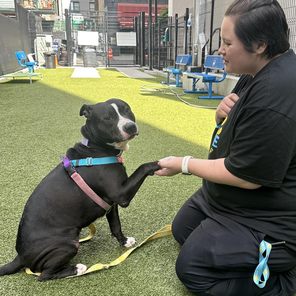 Enlarge Hershey Kiss, a Adoptable Mixed Breed in Wantagh, NY image 4/6