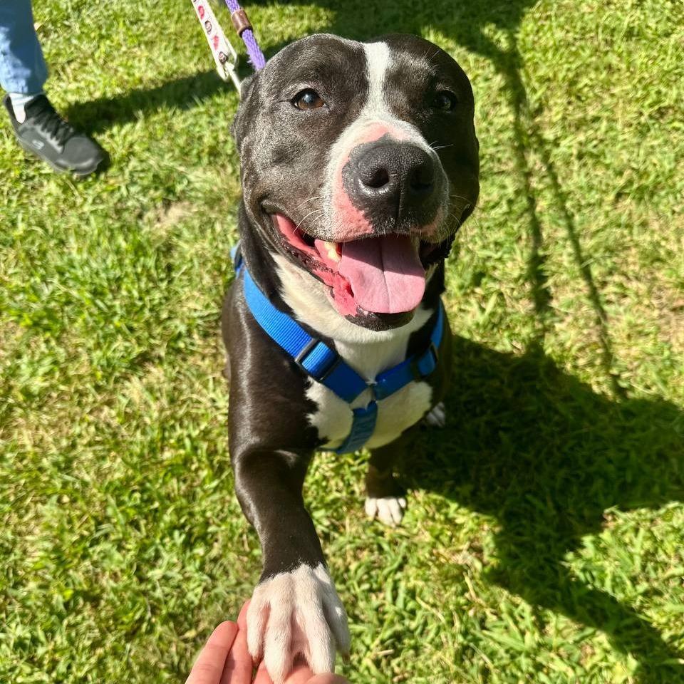 Enlarge Hershey Kiss, a Adoptable Mixed Breed in Wantagh, NY image 4/6