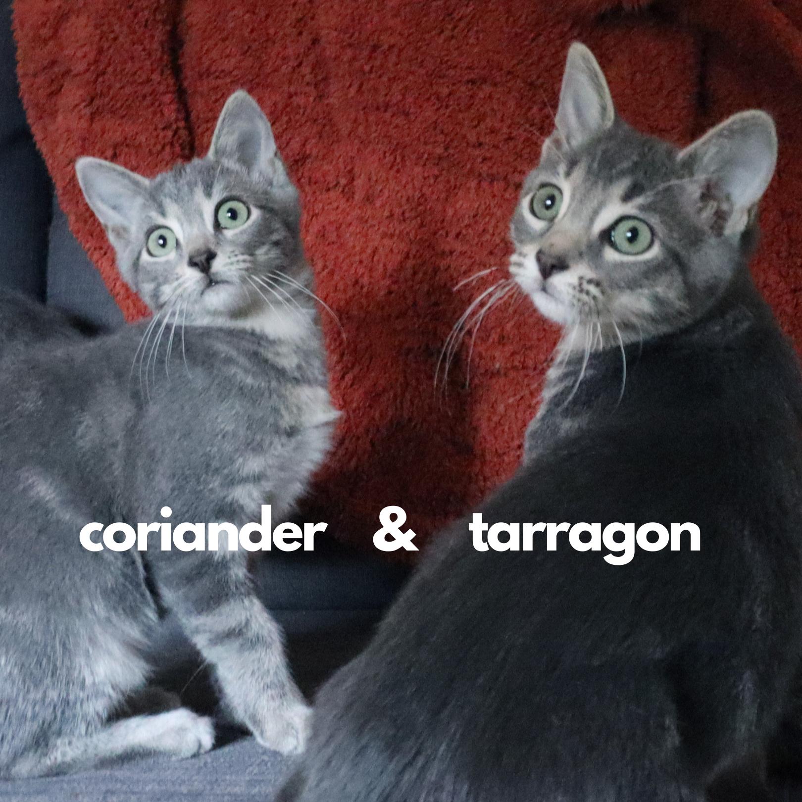 Coriander (Bonded with Tarragon), Adopted, Kitten Female Domestic Short Hair.