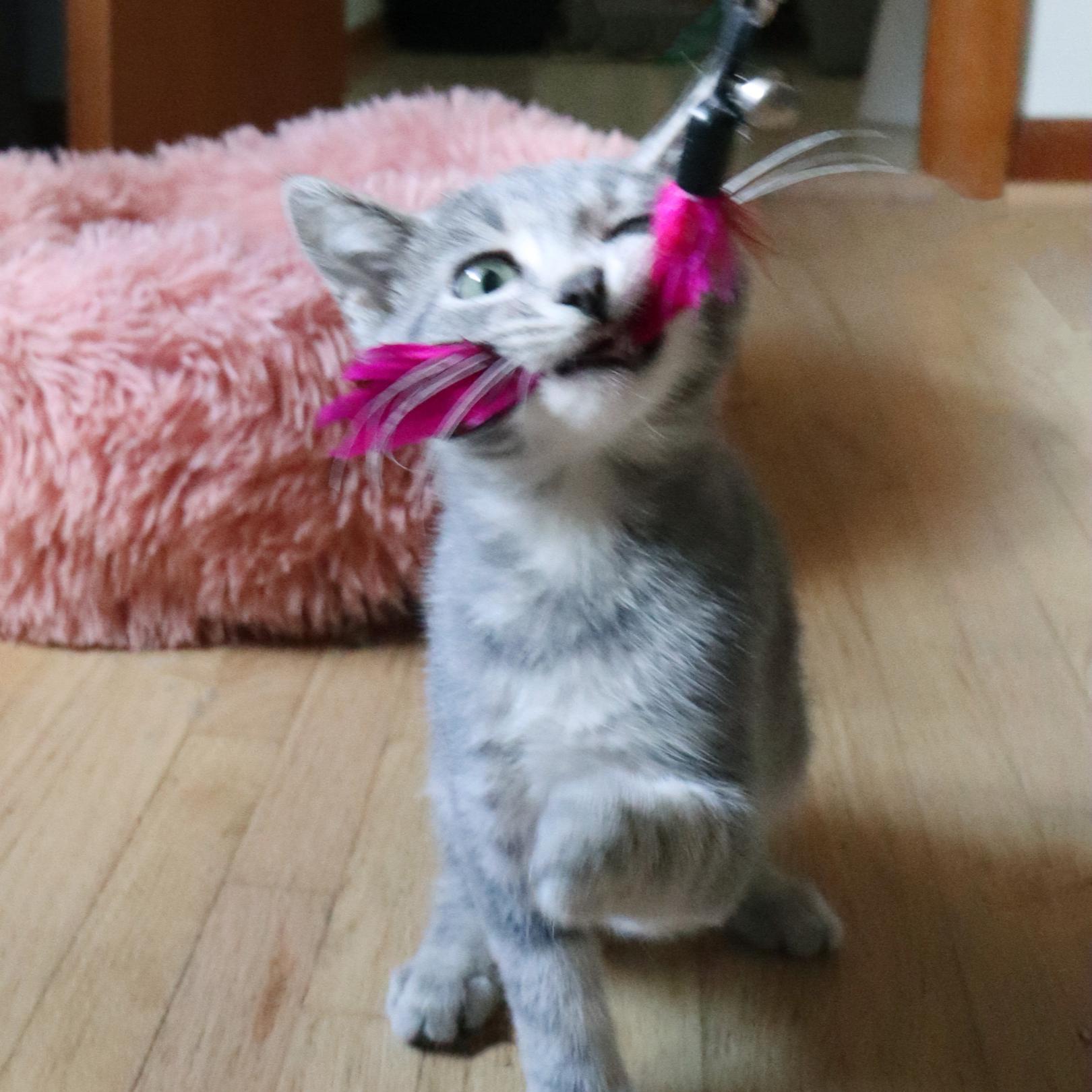 Enlarge Coriander (Bonded with Tarragon), a Adopted mixed breed in Nashville, TN image 2/5