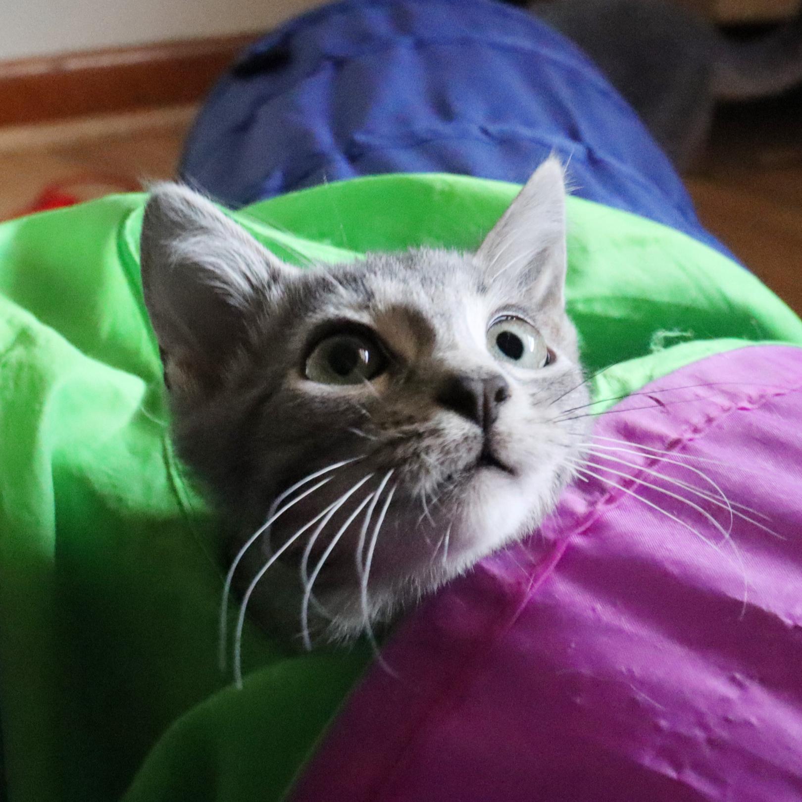 Enlarge Coriander (Bonded with Tarragon), a Adopted mixed breed in Nashville, TN image 3/5