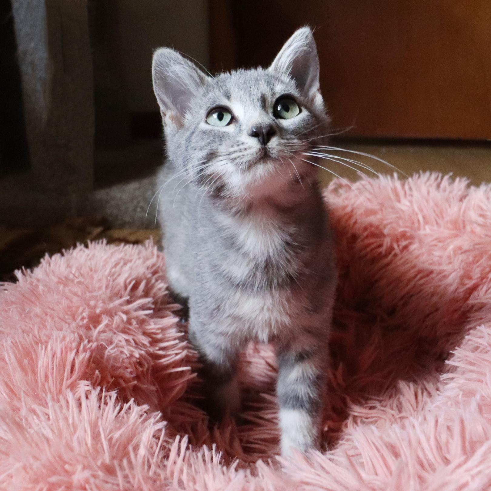 Enlarge Coriander (Bonded with Tarragon), a Adopted mixed breed in Nashville, TN image 5/5