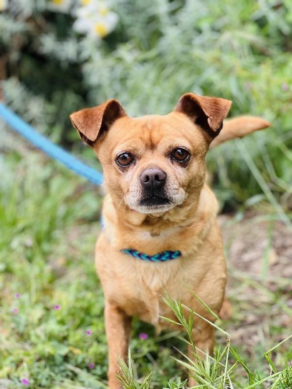 Squirtle, Adoptable, Senior Male Chihuahua.