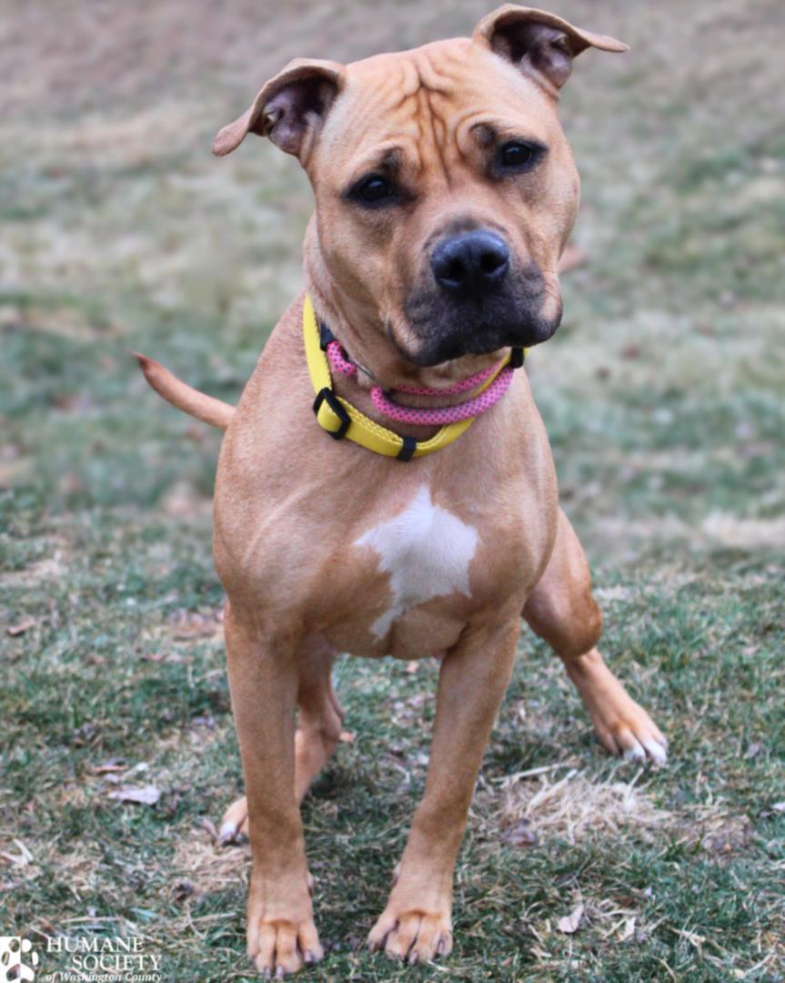 Enlarge DARCEY, a Adoptable mixed breed in Hagerstown, MD image 1/1