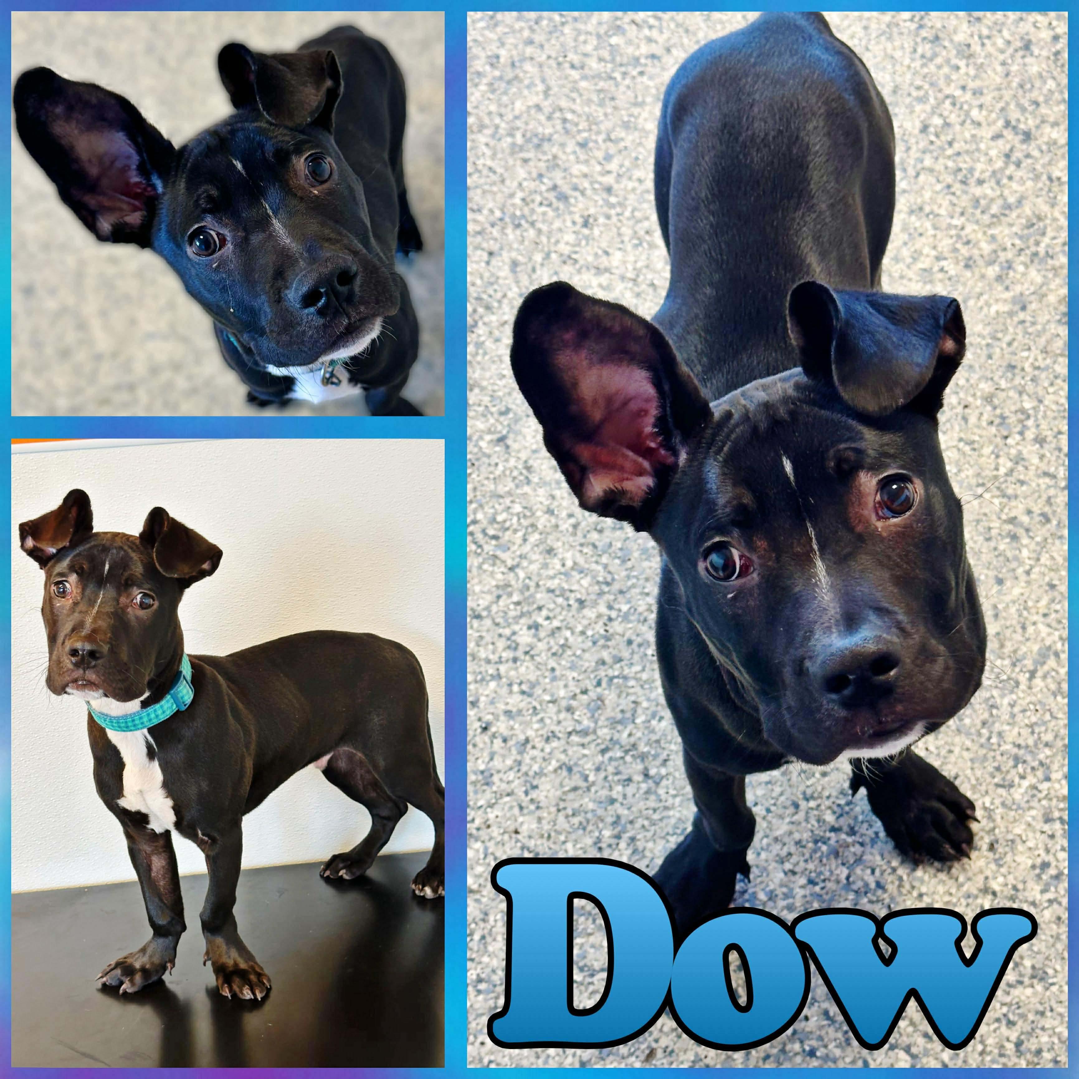 Enlarge Dow, a ADOPTABLE mixed breed in Hatfield, PA image 1/1