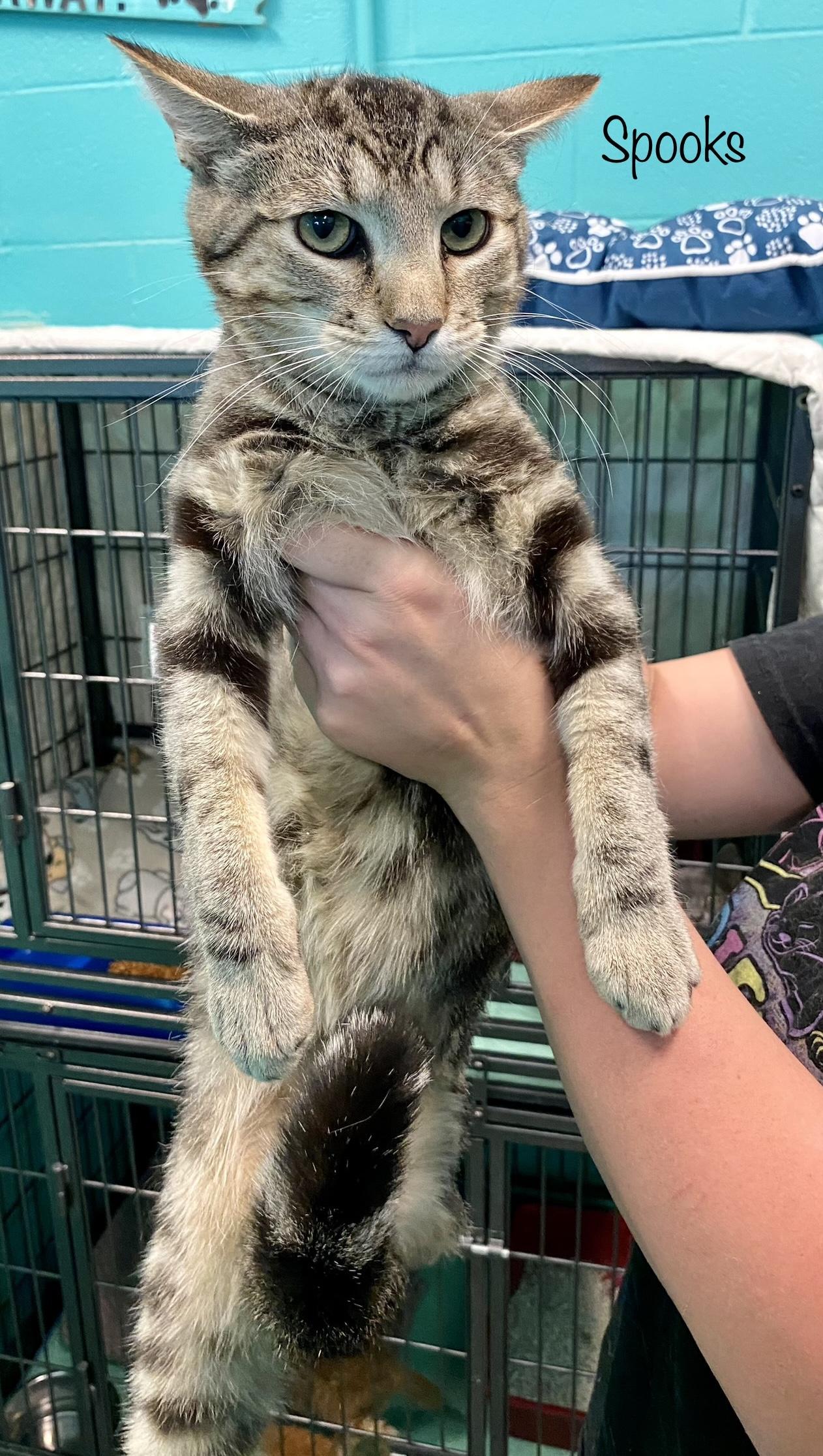 Spook, Adoptable, Adult Male Domestic Short Hair.