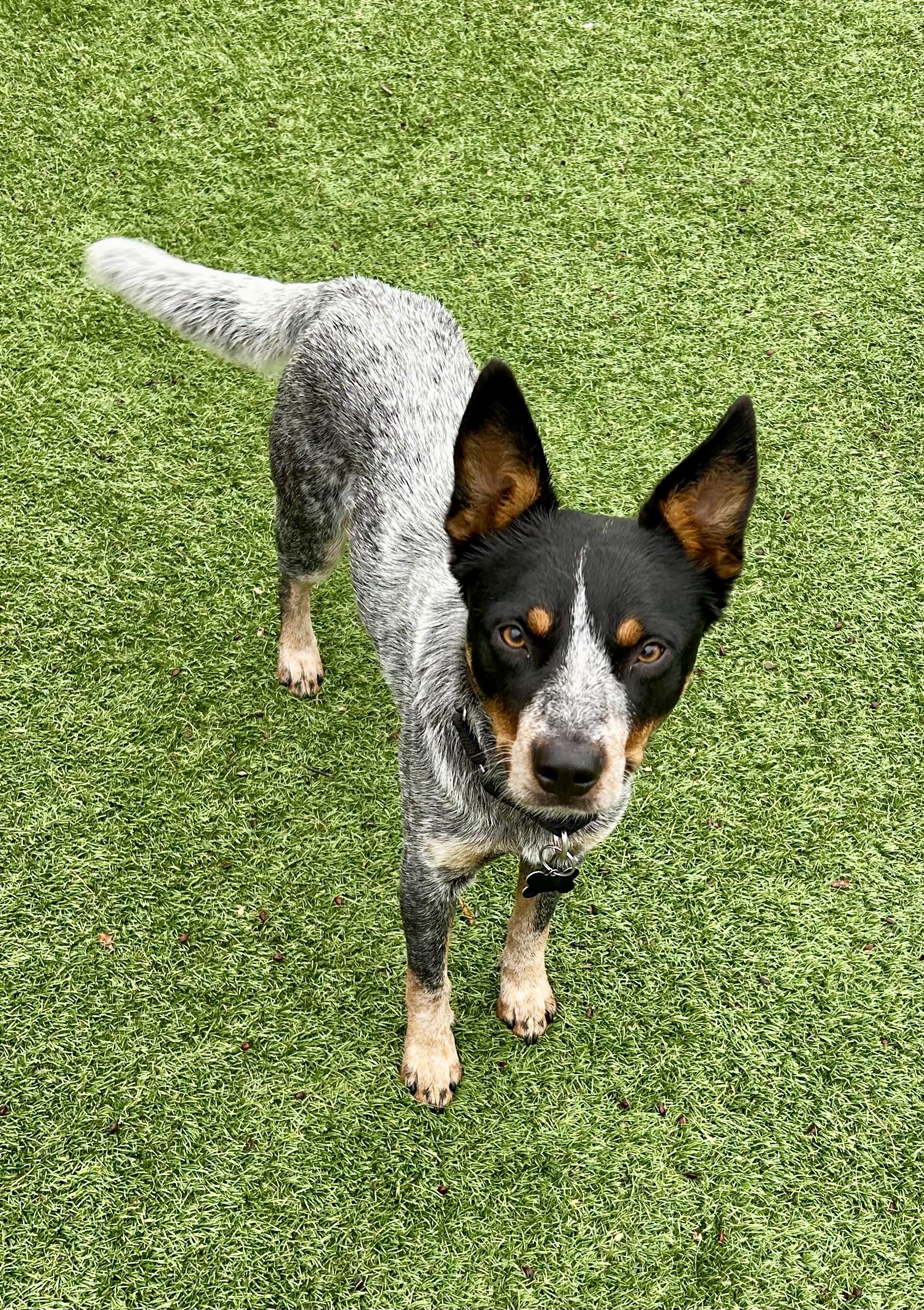 Door Dash, ADOPTABLE, Young Male Australian Cattle Dog / Blue Heeler.