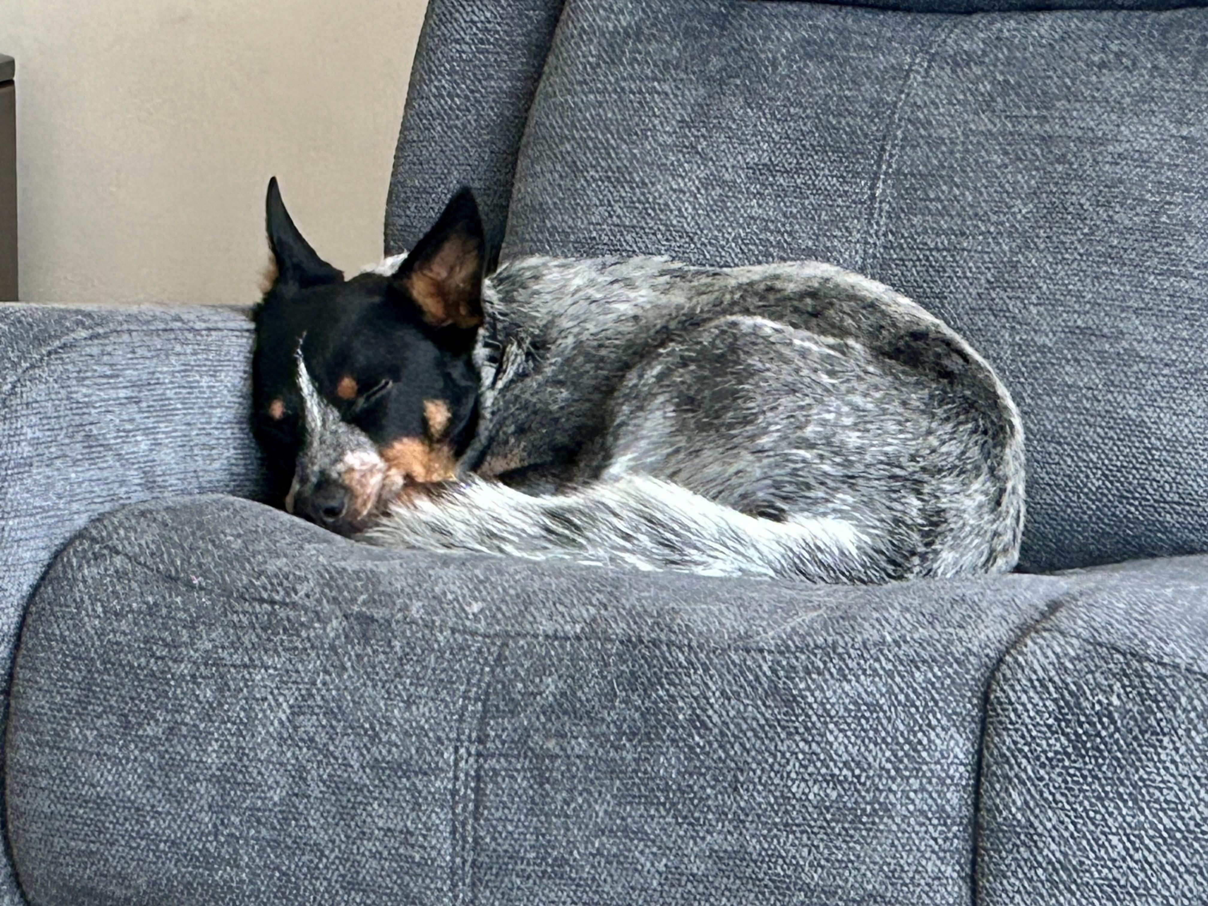 Door Dash, a ADOPTABLE Australian Cattle Dog / Blue Heeler in Manassas, VA image 2/3