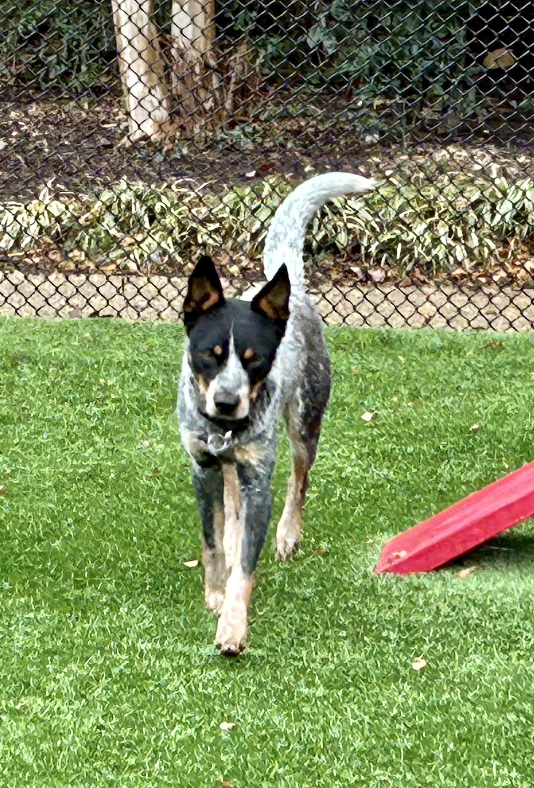 Door Dash, a ADOPTABLE Australian Cattle Dog / Blue Heeler in Manassas, VA image 3/3