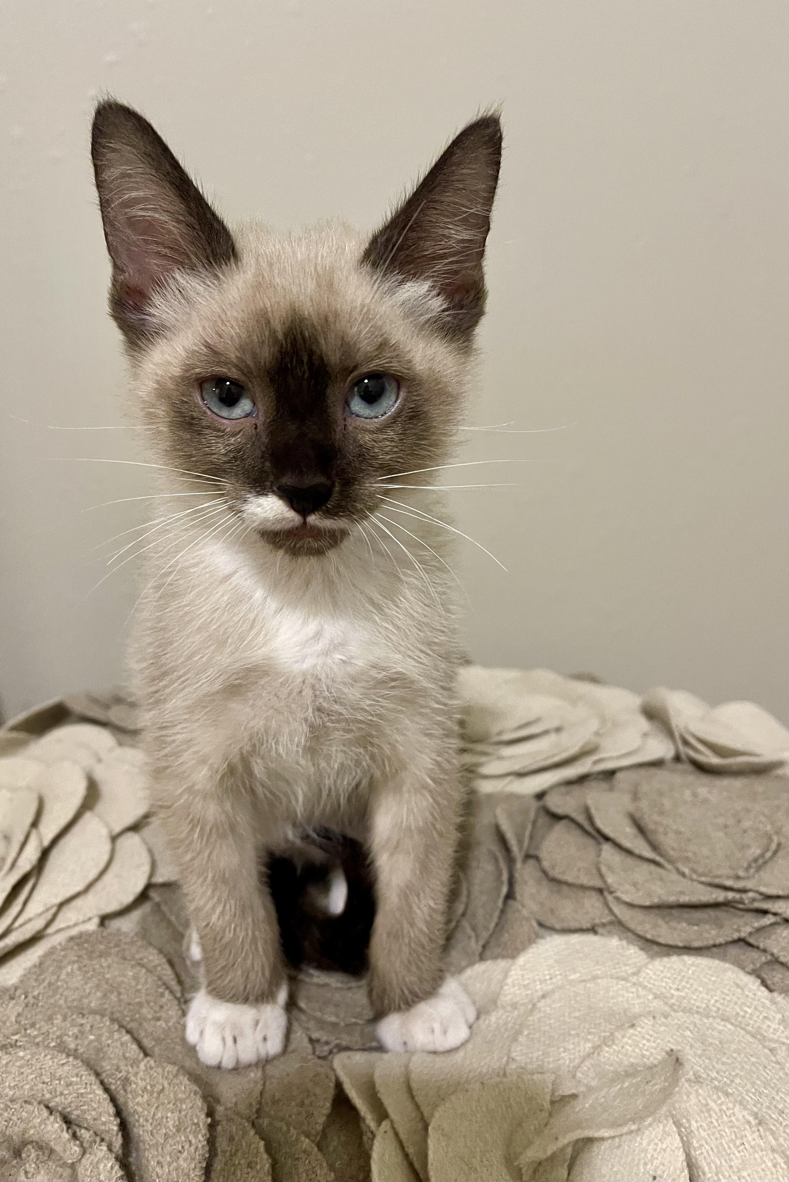 Enlarge Kendrick - RF Petsmart, an adopted Siamese in Spring, TX image 2/2