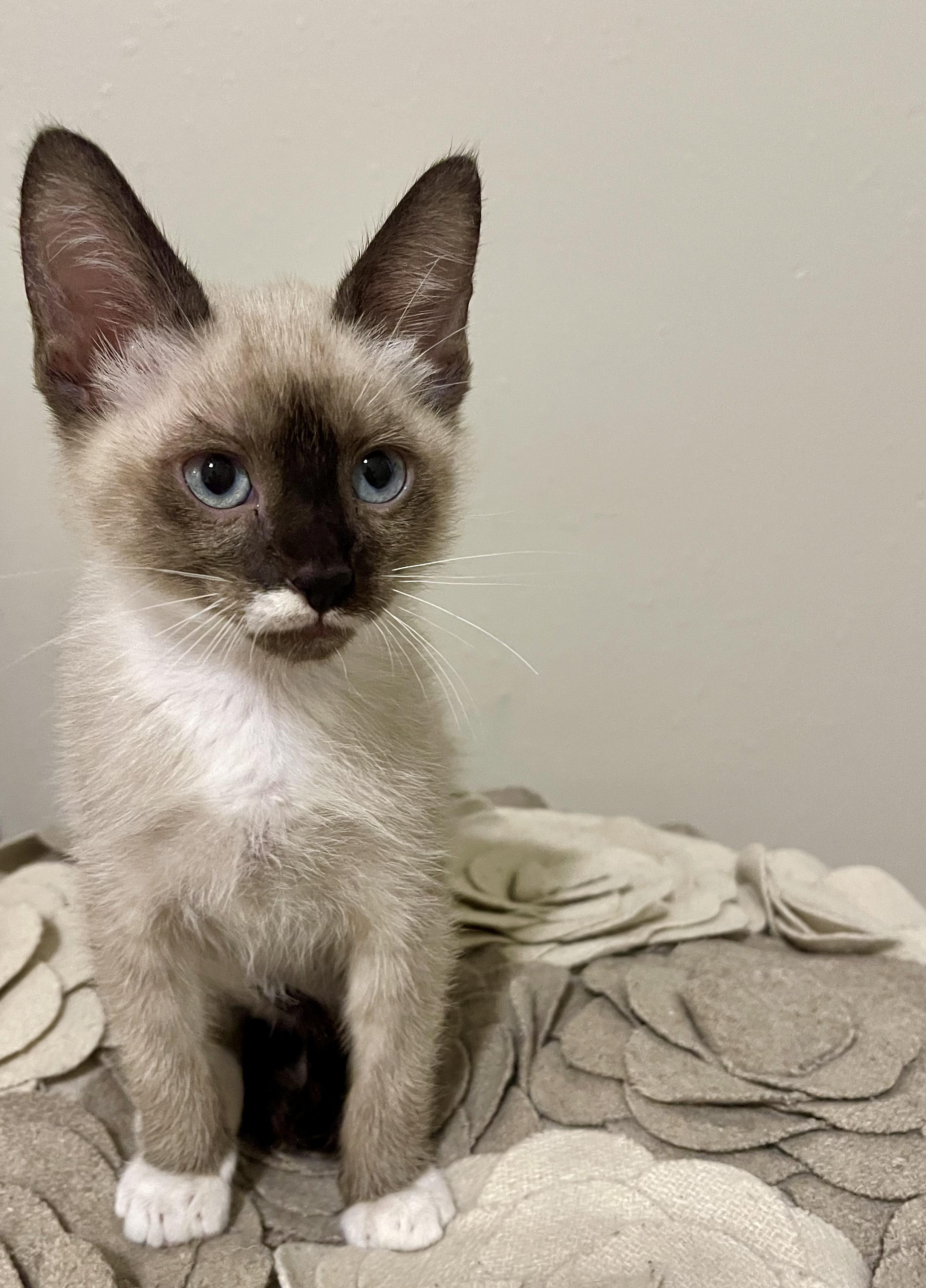 Kendrick - RF Petsmart, adopted, Kitten Male Siamese.