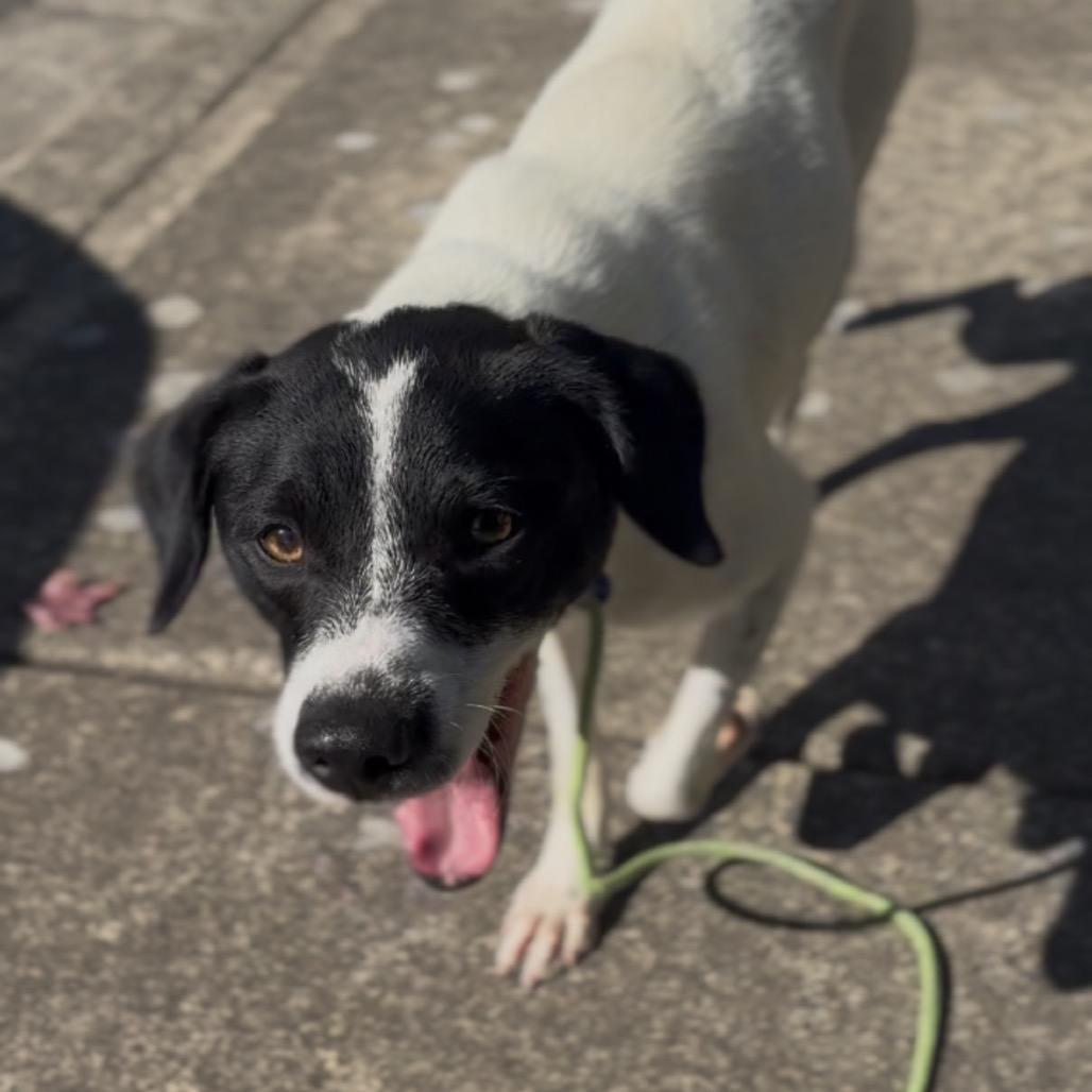Hattie, Adoptable, Young Female Chihuahua & Hound.