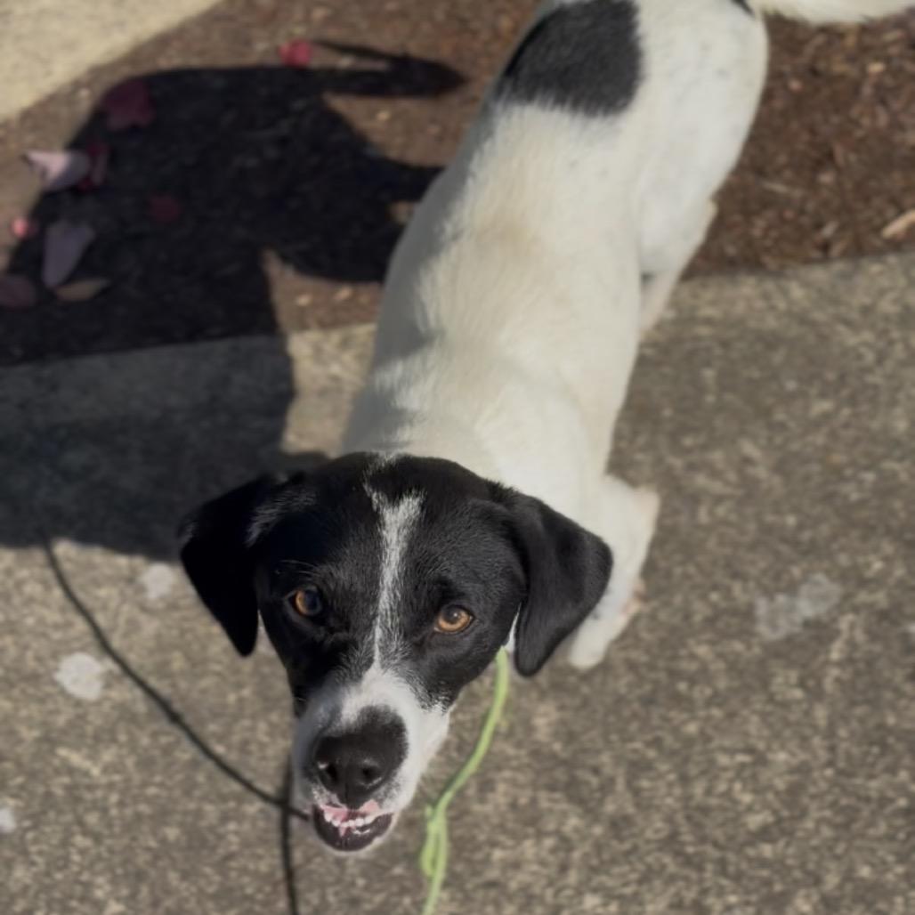Enlarge Hattie, a Adoptable mixed breed in Newberg, OR image 2/4