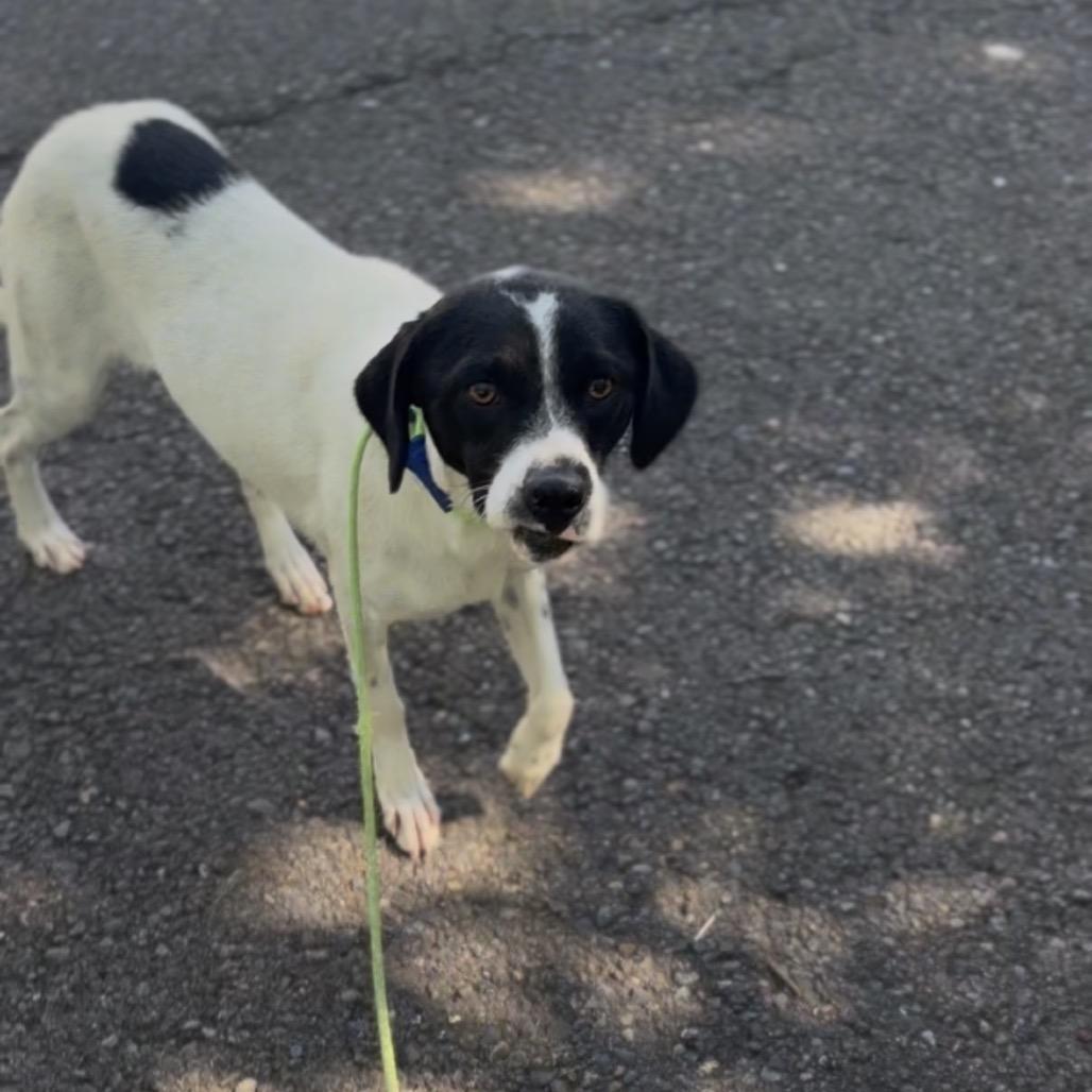 Enlarge Hattie, a Adoptable mixed breed in Newberg, OR image 3/4