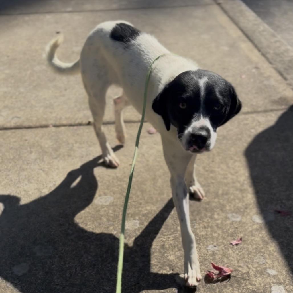 Enlarge Hattie, a Adoptable mixed breed in Newberg, OR image 4/4