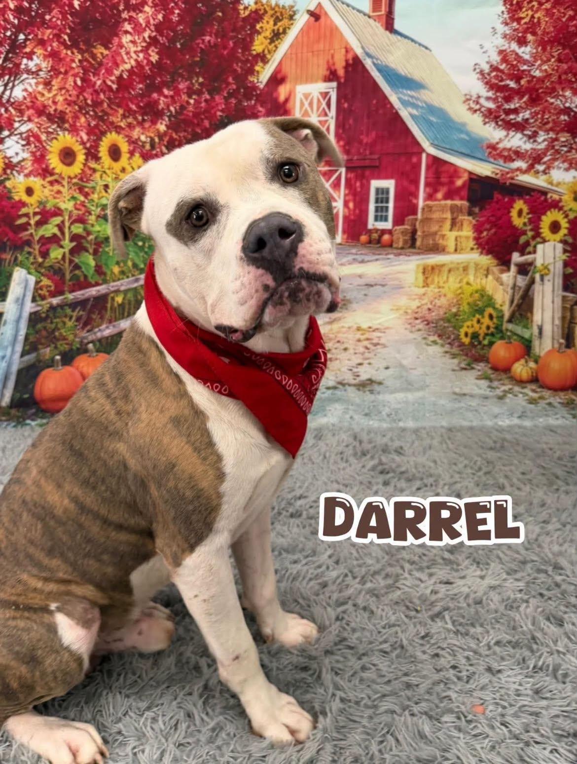 Enlarge Darrel, a Adopted Mixed Breed in Flint, MI image 1/1