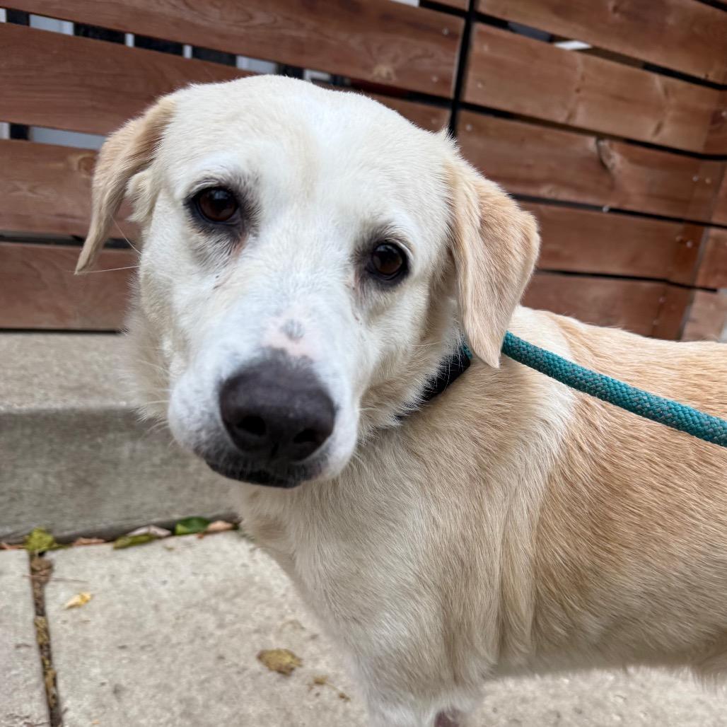 Lucy $400, a Adoptable Yellow Labrador Retriever in Milwaukee, WI image 1/5