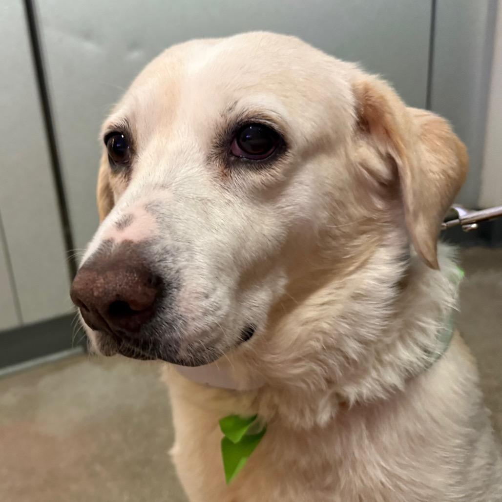 Lucy $400, a Adoptable Yellow Labrador Retriever in Milwaukee, WI image 2/5